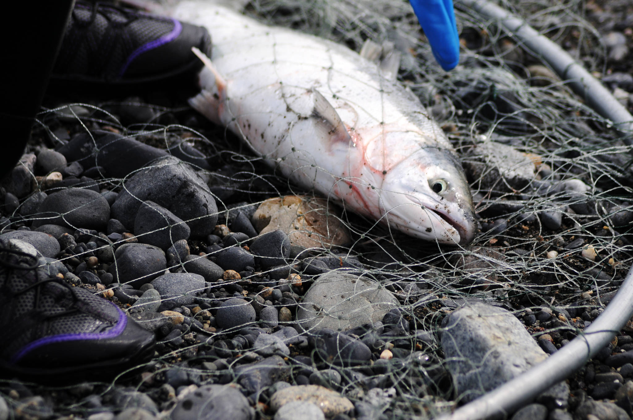 A dipnetter reaches to retrieve a sockeye salmon caught in her net on the Kenai Beach on Tuesday, July 11, 2017 in Kenai, Alaska. Tuesday was the second day of the Kenai River personal-use dipnet fishery, which will remain open until July 31. The fishery was relatively quiet Tuesday, with a dipnetter hauling in a fish every once in awhile, and unlike many July weekends, there was plenty of room in the water for more participants. Sockeye salmon have been relatively slow to enter the Kenai this year, with about 94,885 past the Alaska Department of Fish and Game’s sonar as of Monday, significantly less than in 2016 but ahead of years like 2013, 2012 and 2011, according to Fish and Game data. (Photo by Elizabeth Earl/Peninsula Clarion)