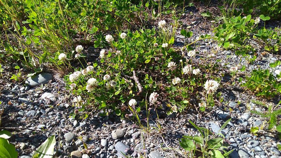 The white clover is considered a weed, but has a variety of uses and can be used in teas and salads. (Photo courtesy of Alaska Herbal Solutions)