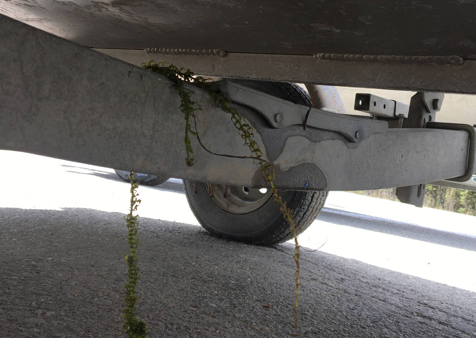 What to watch for: a strand of Elodea trying to hitchhike on a boat trailer from Sports Lake to another waterbody on the Kenai Peninsula. (Photo courtesy Kenai National Wildlife Refuge)