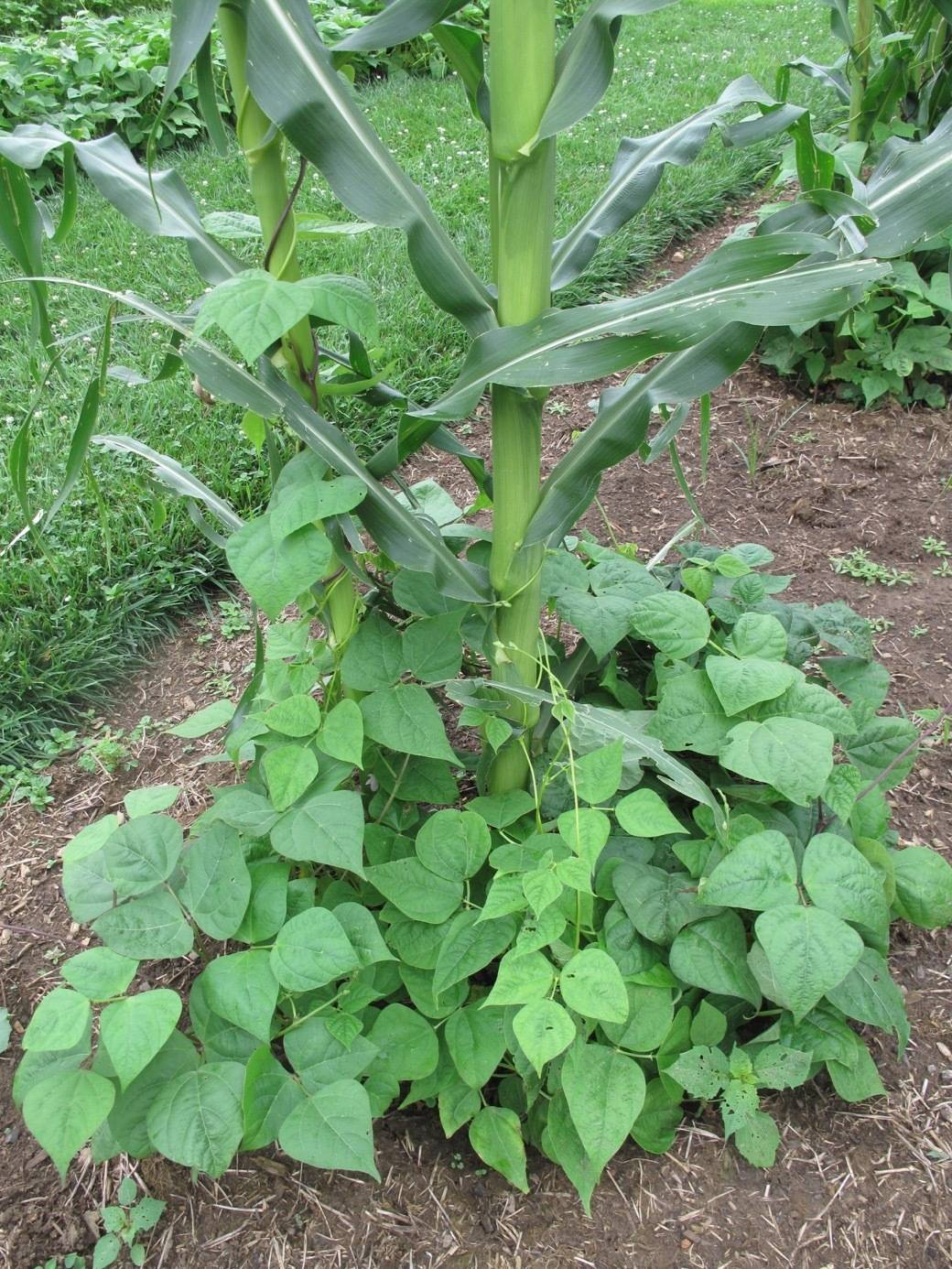 This July 6 photo, taken at the Biltmore Estate near Asheville, N.C., shows a Three Sisters Garden which is a traditional grouping of corn, squash and beans that thrive when planted together. (Dean Fosdick via AP)