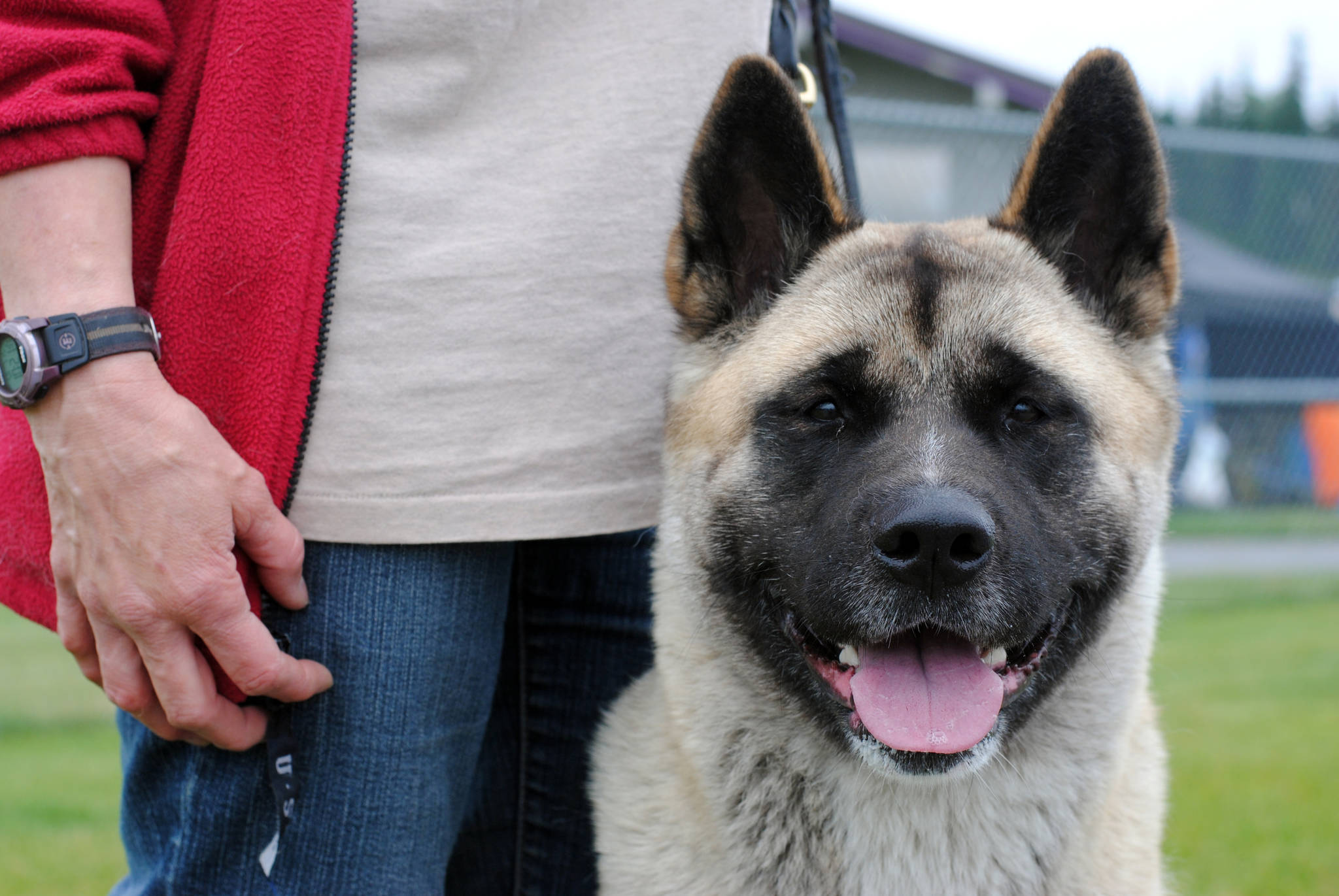 Kiska the Akita, owned by Melanie Scritchfield of Soldotna, attends the Kenai Kennel Club dog show on Saturday, July 15, 2017 in Soldotna, Alaska. (Photo by Kat Sorensen/Peninsula Clarion)