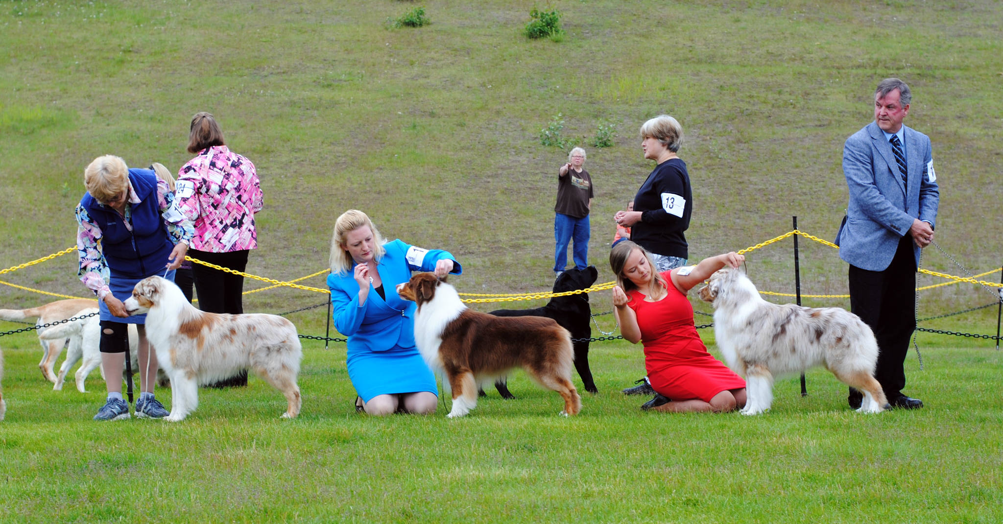 Handlers prepare for the Australian Shepherd breed competition during the Kenai Kennel Club dog show Saturday, July 15, 2017 at Skyview Middle School in Soldotna, Alaska. (Photo by Kat Sorensen/Peninsula Clarion)