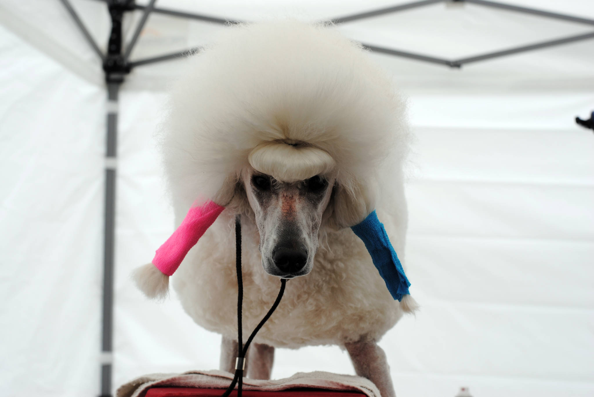 NaPali the poodle gets groomed in preparation for the Kenai Kennel Club dog show Saturday, July 15, 2017 at Skyview Middle School in Soldotna, Alaska. NaPali donned the continental cut to show off the regal quality of the poodle, according to owner Melissa Laggis of Palmer. (Photo by Kat Sorensen/Peninsula Clarion)