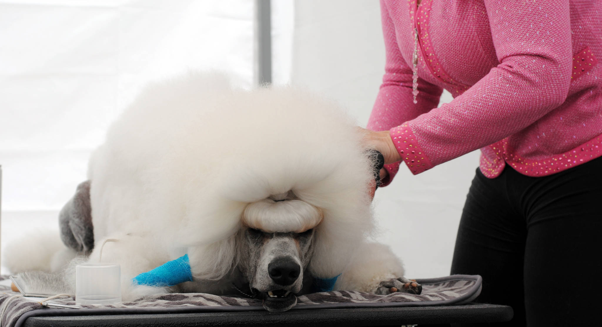 Bryce the poodle receives grooming for his continental cut from his owner, Melissa Laggis, before the competition at the Kenai Kennel Club’s dog show Saturday, July 15, 2017 at Skyview Middle School in Soldotna, Alaska. (Photo by Kat Sorensen/Peninsula Clarion)