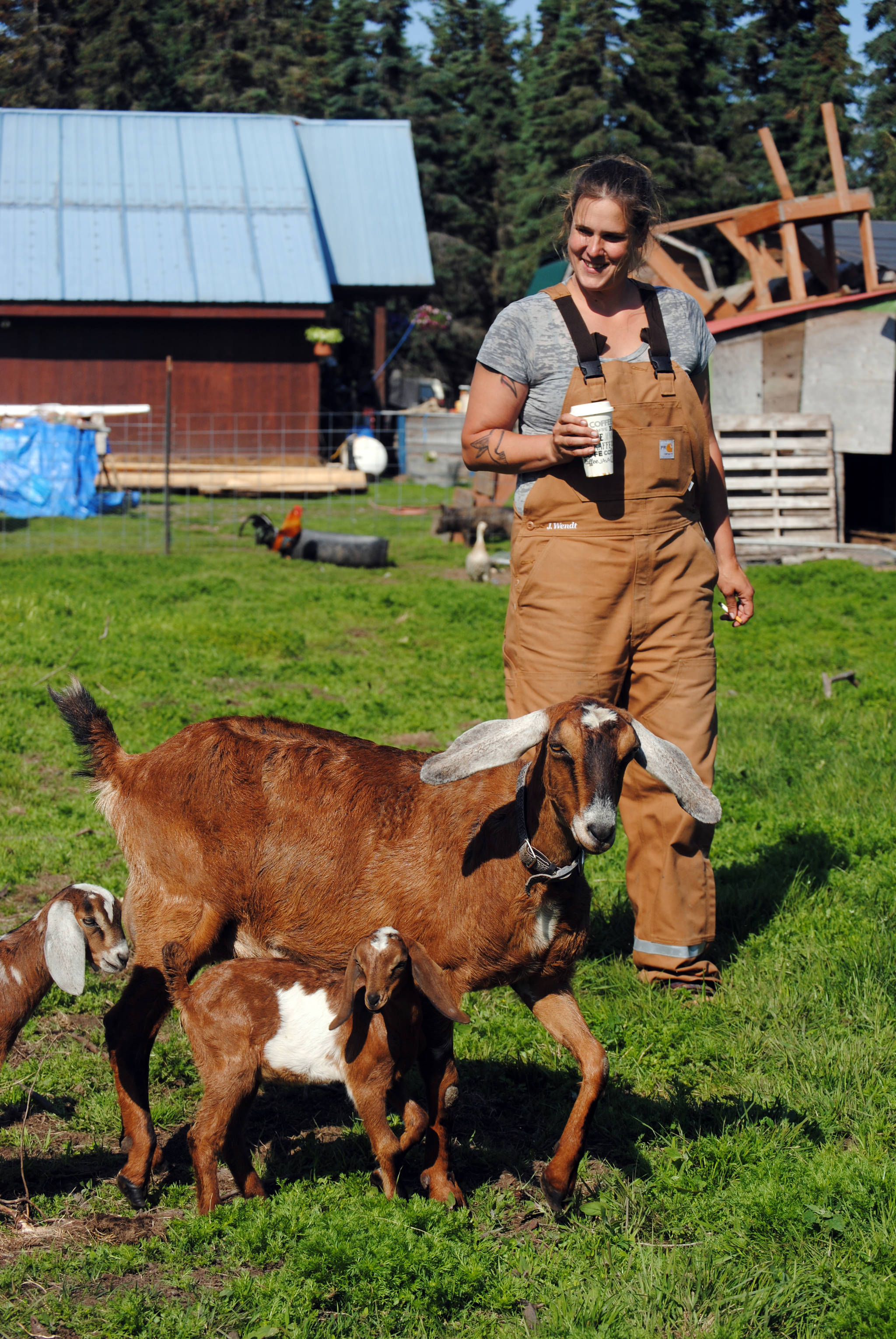 Getting your goat: Karluk Acres farm finds niche