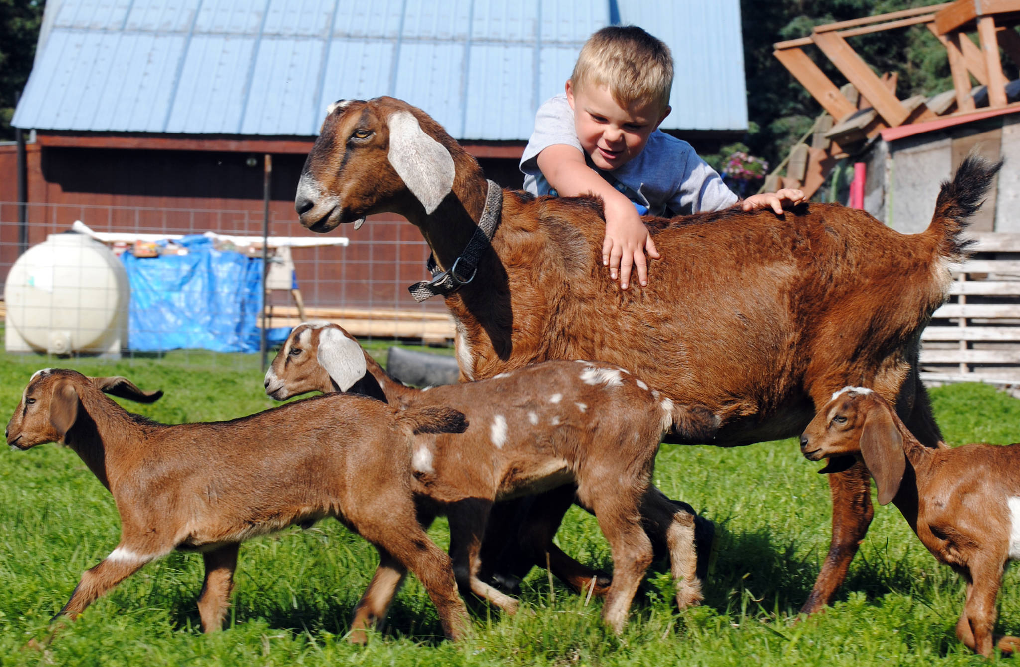 Silas Wendt, 5, plays among the goats at his family’s farm, Karluk Acres, on Wednesday, July 12, 2017 in Kenai, Alaska. (Photo by Kat Sorensen/Peninsula Clarion) 