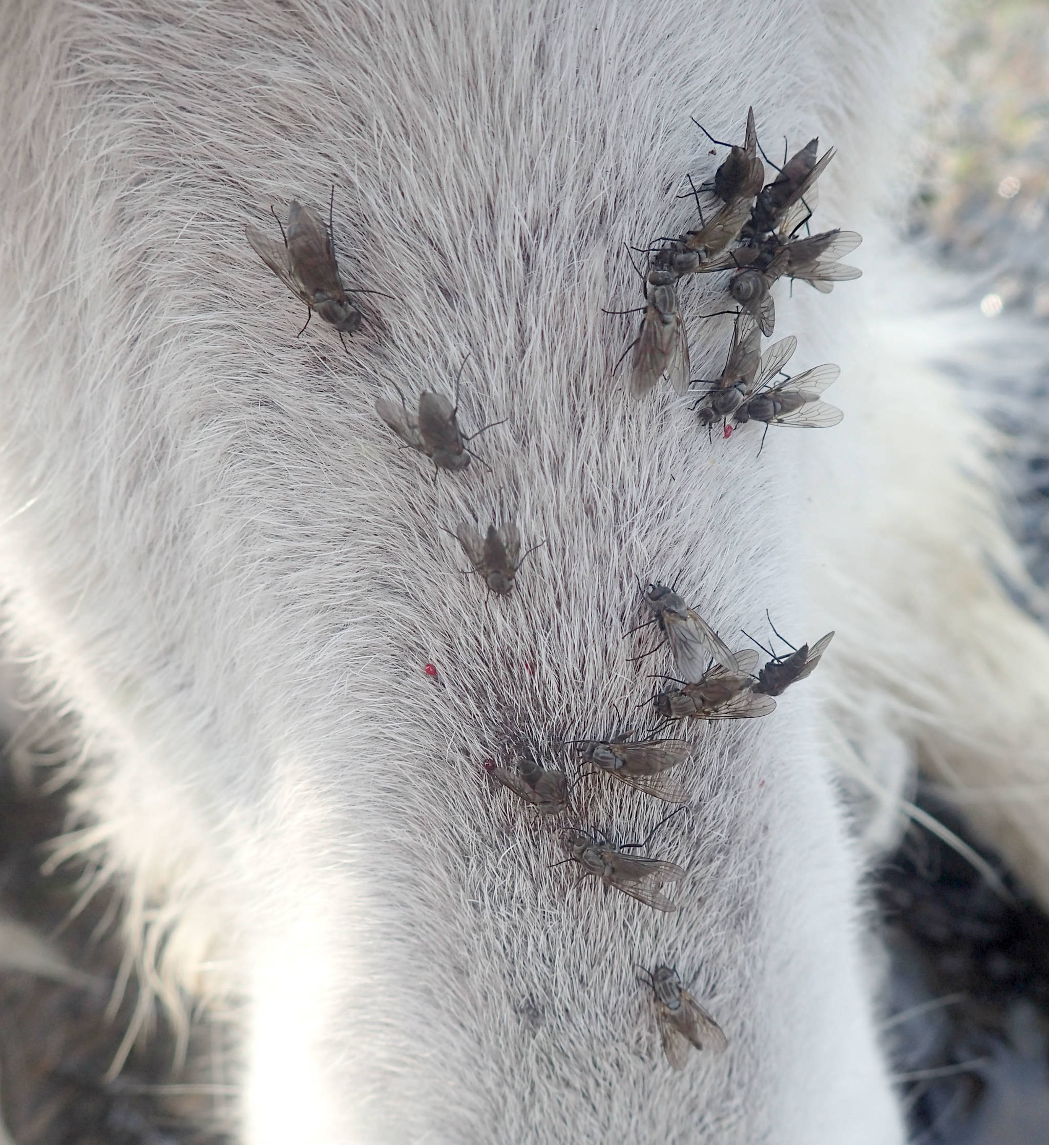 Shown here are biting snipe flies on the face of a sedated mountain goat, Kenai Mountains, July 13. At the same time the flies were attacking the attendant biologists in comparable numbers. (Photo by Dom Watts/USFWS)