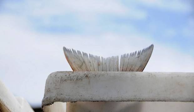 A sockeye salmon’s tail protrudes above the edge of a bin on a setnet site in this July 11, 2016 photo near Kenai, Alaska. (Photo by Elizabeth Earl/Peninsula Clarion, file)