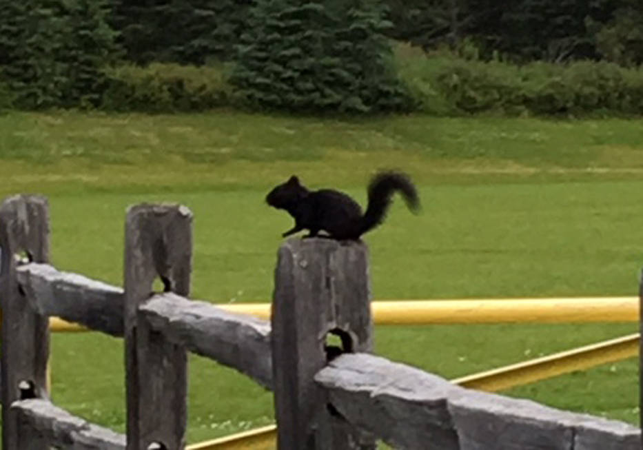 A melanistic red squirrel residing at the Northern Peninsula Recreation Center this summer. (Photo by Rachel Parra)