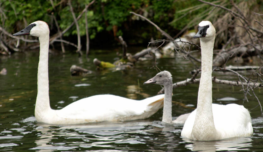 A family of tundra swans swim near the banks of Spruce Lake, part of the Swan Lake canoe trail system in the Kenai National Wildlife Refuge, on Friday north of Sterling. In the spring, tundra swans migrate to Alaska in flocks, but disperse in pairs to breed and raise young during the summer. Spruce Lake is one of more than a dozen lakes in the canoe trail system, which requires boaters to portage their canoes or kayaks between the lakes down short connecting trails. Boaters can start from the west entrance, located near Fish Lake Campground on Swan Lake Road north of Sterling, or from the east entrance, further down Swan Lake Road from the intersection with Swanson River Road. (Photo by Ben Boettger/Peninsula Clarion)