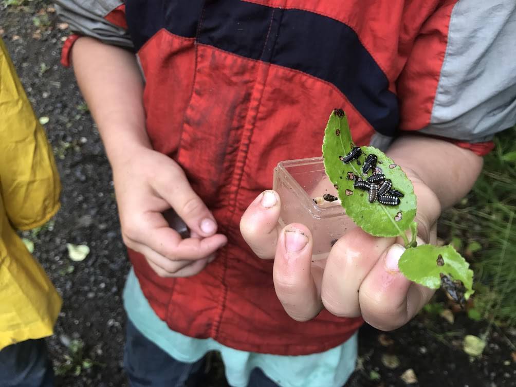 Landon Beaudon shows off some bugs he found while on a nature walk on Wednesday, July 26, 2017 during his week at the Kenai Watershed Forum’s Adopt-A-Stream summer camp in Soldtona, Alaska. (Photo by Kat Sorensen/Peninsula Clarion)