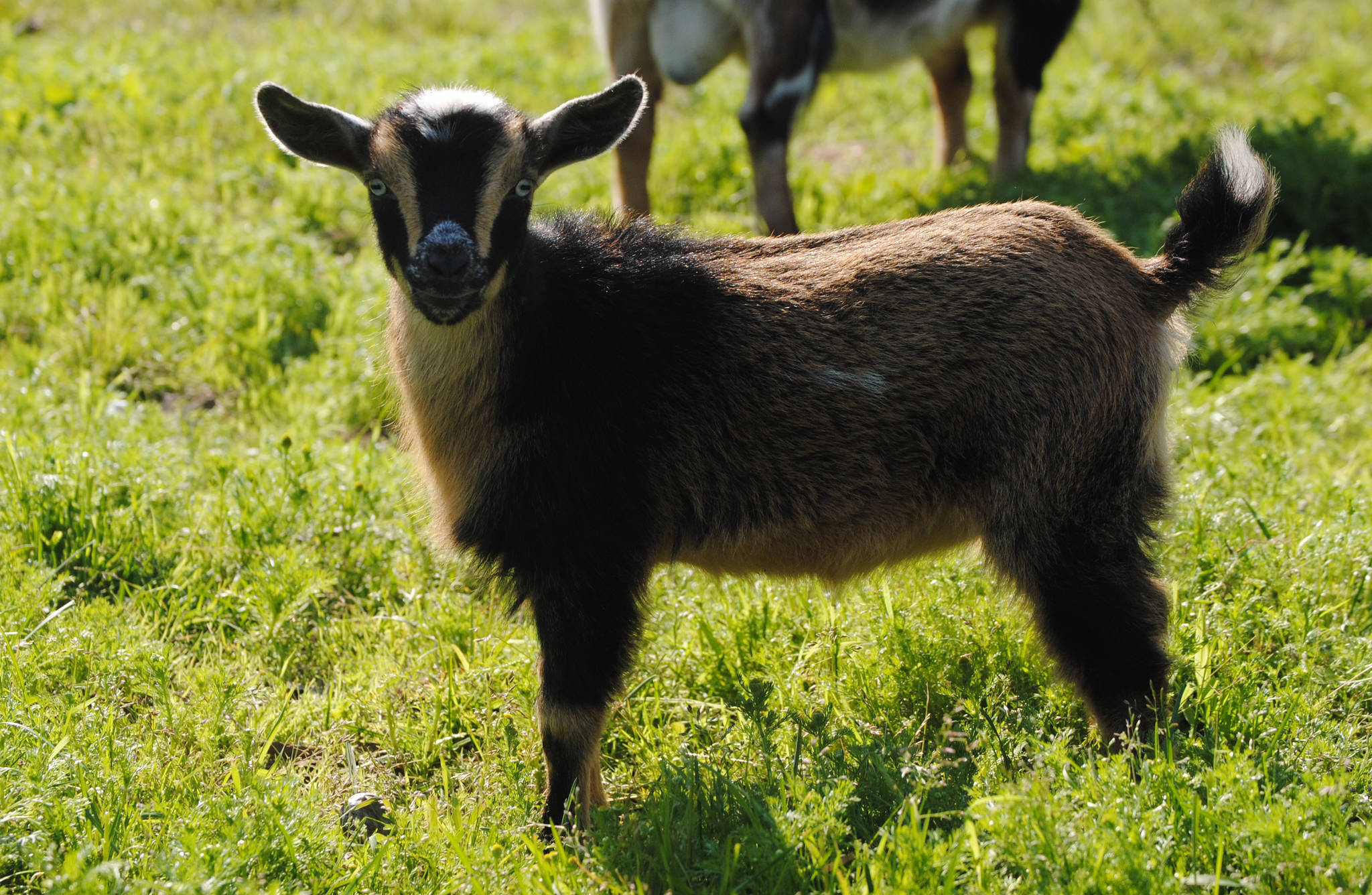 A young goat explores the land at Karluk Acres in Kenai on July 12. The Office of the State Veterinarian is looking for owners of sheep and goats to take part in a study on the prevalence of a pneumonia inducing bacterium in Alaska. (Photo by Kat Sorensen/Peninsula Clarion)