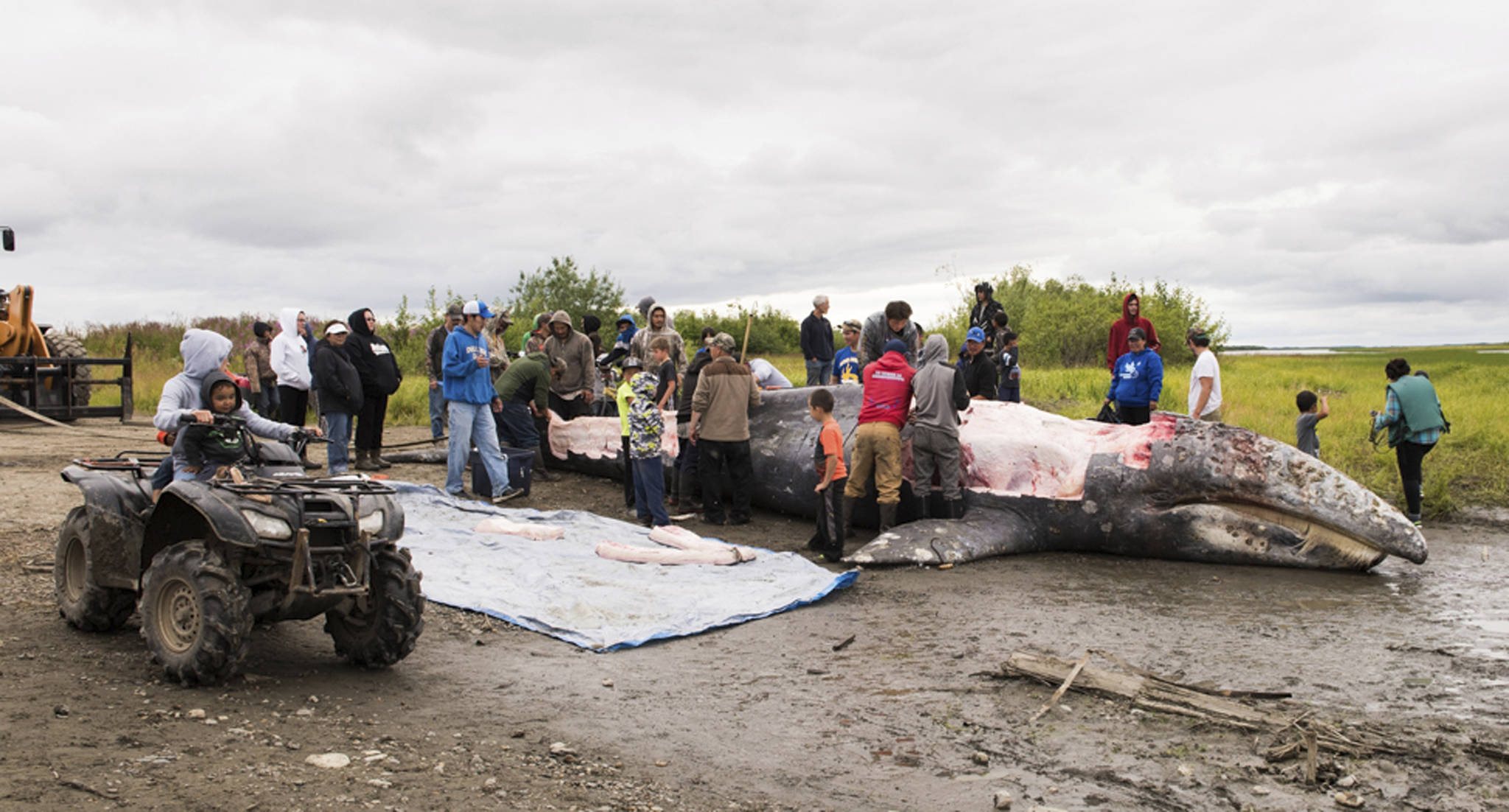 In this Saturday photo provided by KYUK Public Media, a gray whale killed in the Kuskokwim River is butchered and the meat and blubber distributed in Napaskiak, Alaska. Local residents in boats chased the massive animal, peppering it with gunfire and harpoons before it died and sunk to the bottom of the river, where it was later retrieved and cut up for distribution among Alaska Native villages. Federal officials are investigating what they say appears to be the unauthorized harvest of a gray whale. (Katie Basile/ KYUK Public Media via AP)