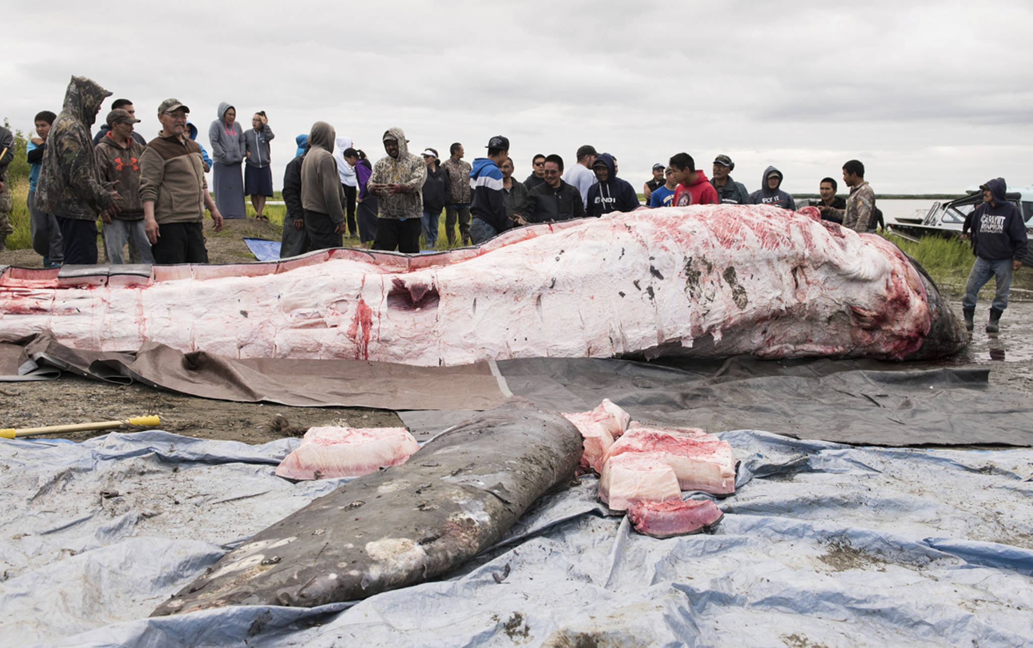 In this Saturday photo provided by KYUK Public Media, a gray whale killed in the Kuskokwim River is butchered and the meat and blubber distributed in Napaskiak. (Katie Basile/ KYUK Public Media via AP)