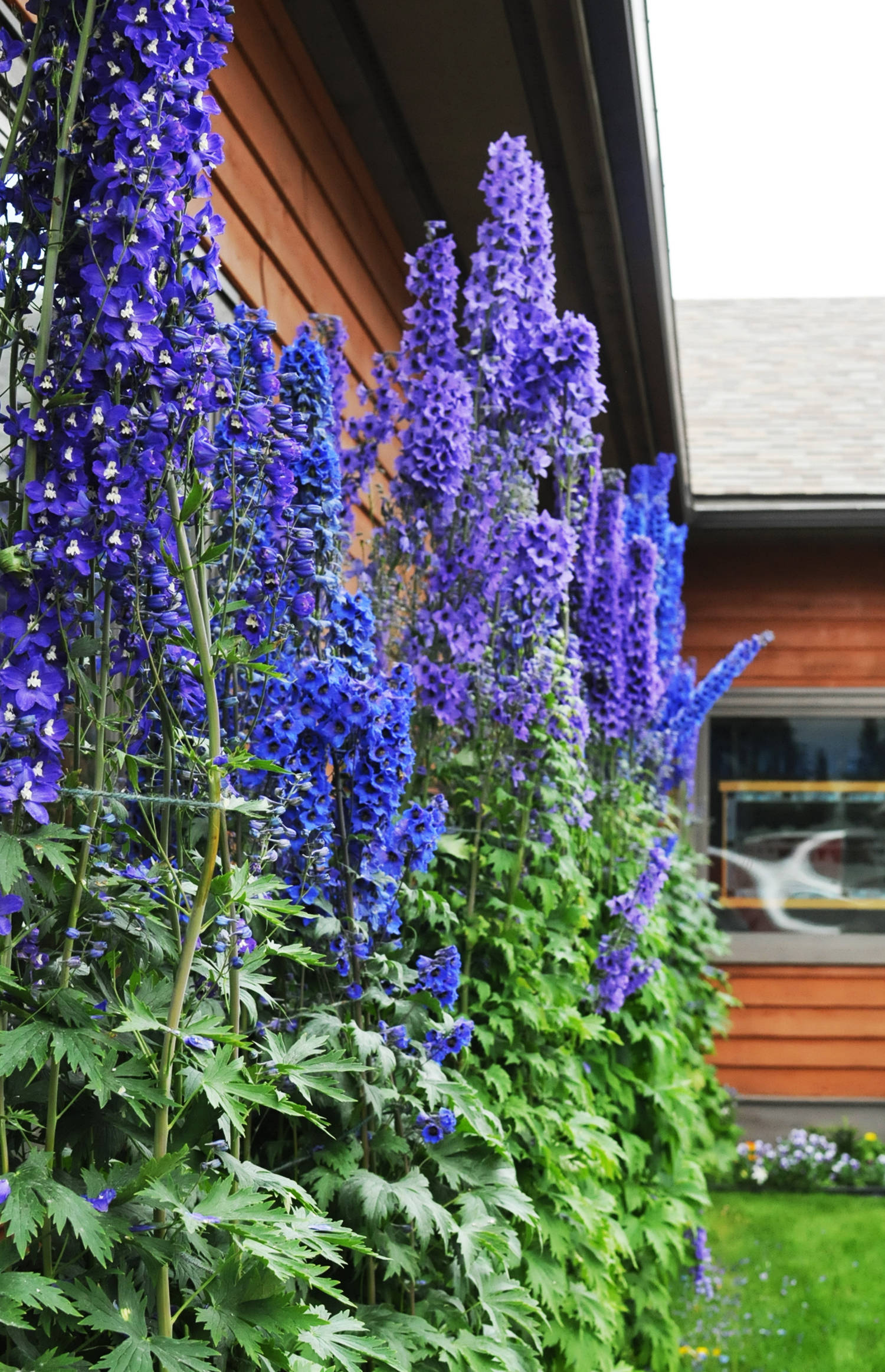 Delphinium plants reach for the sky on the front lawn of the Soldotna Senior Center on Tuesday, Aug. 1, 2017 in Soldotna, Alaska. Jan Fena, the director of the senior center, said the plants on the front lawn are all maintained by volunteers. (Photo by Elizabeth Earl/Peninsula Clarion)
