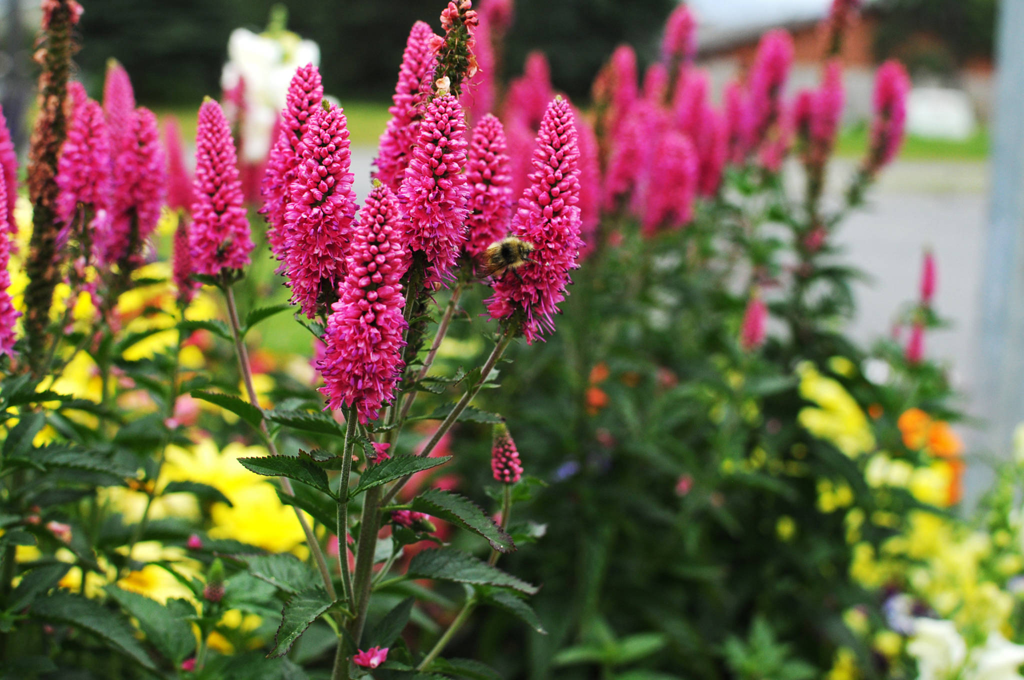A honeybee enjoys the flowers on the front lawn of the Soldotna Senior Center on Tuesday, Aug. 1, 2017 in Soldotna, Alaska. Jan Fena, the director of the senior center, said the plants on the front lawn are all maintained by volunteers. (Photo by Elizabeth Earl/Peninsula Clarion)