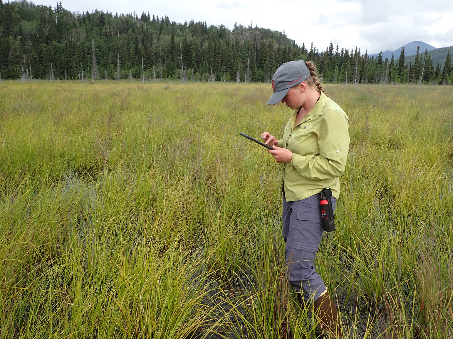 Emily Thomas, a biological intern at Kenai National Wildlife Refuge, enters vegetation data into an iPad. (Photo by Matt Bowser, Kenai National Wildlife Refuge)