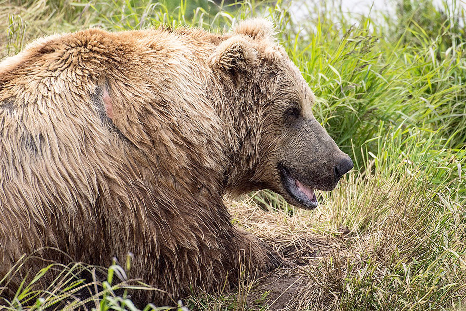 A large brown bear boar takes a break near the McNeil River Falls viewing platform. (Photo provided by Kenai National Wildlife Refuge)