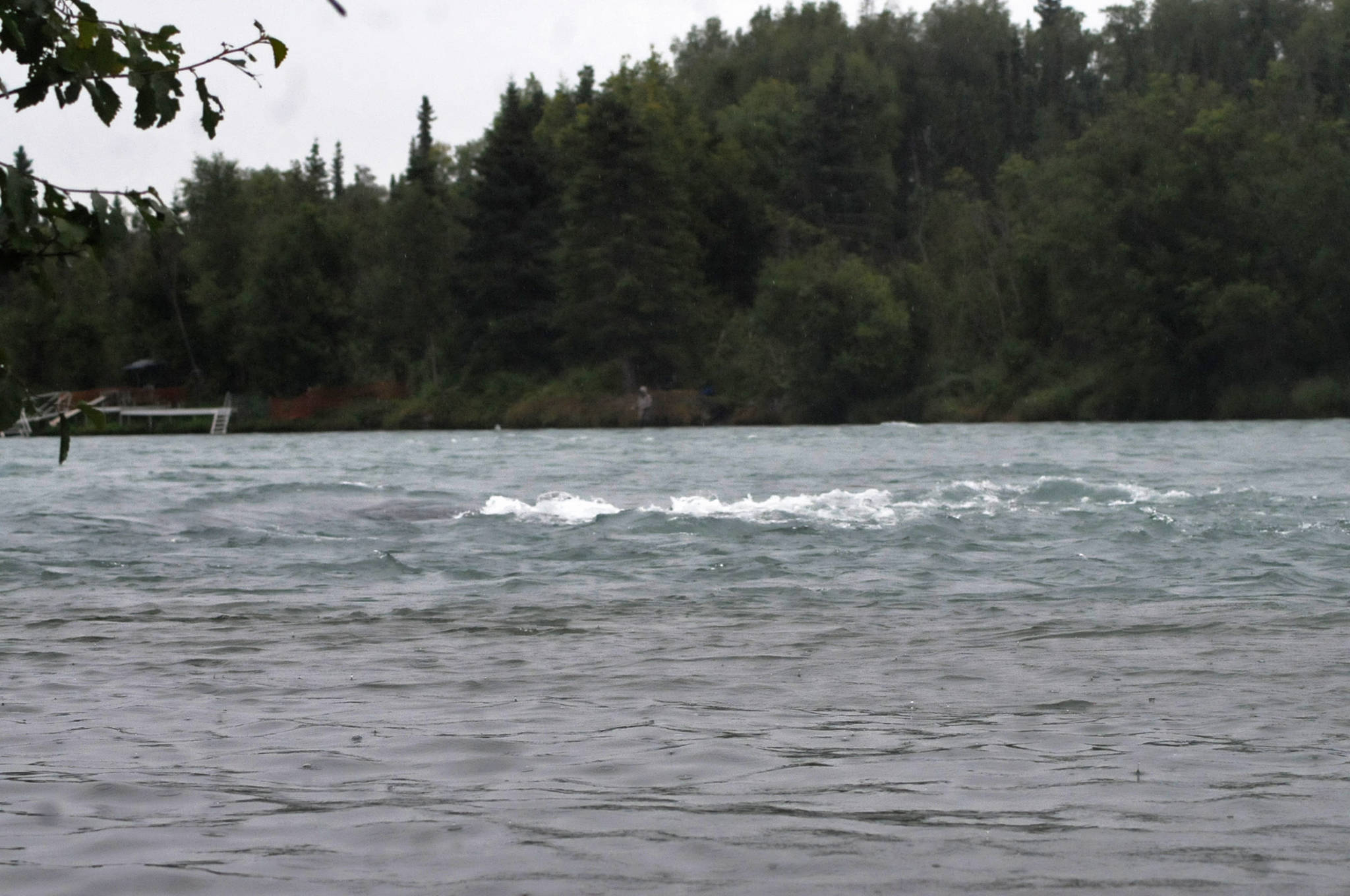 Raindrops disturb the surface of the Kenai River as it riffles over a rock near Soldotna Creek Park on Wednesday, Aug. 9, 2017 near Soldotna, Alaska. The family of a man who went missing after falling into the Kenai River near Soldotna last week is still searching the water and banks downstream for traces of him and plans to continue the search Thursday. (Photo by Elizabeth Earl/Peninsula Clarion)