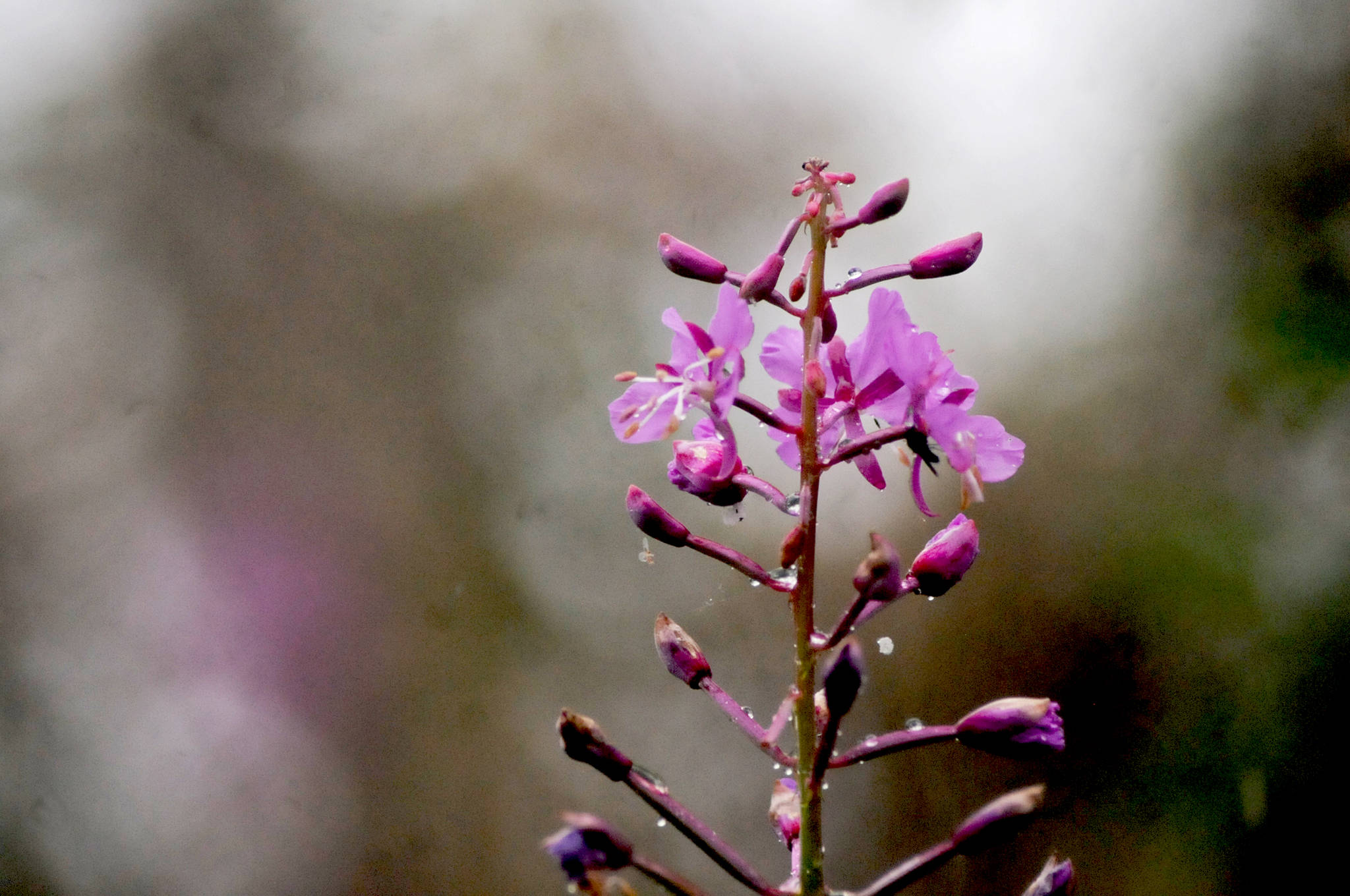 Fireweed blooms on the banks of the Kenai River in Soldotna Creek Park on Wednesday, Aug. 9, 2017 in Soldotna, Alaska. Though fireweed is not Alaska’s state flower, the pink blossoms are ubiquitous across the fields of the Kenai Peninsula and elsewhere in the state in the late summer months. The flower actually ranges all across northern North America, growing from sea level up to the alpine zone everywhere from Alaska to Arizona, according to the U.S. Forest Service.The name comes from the perennial plant’s ability to quickly colonize and take over former burn area, according to the Forest Service. (Photo by Elizabeth Earl/Peninsula Clarion)