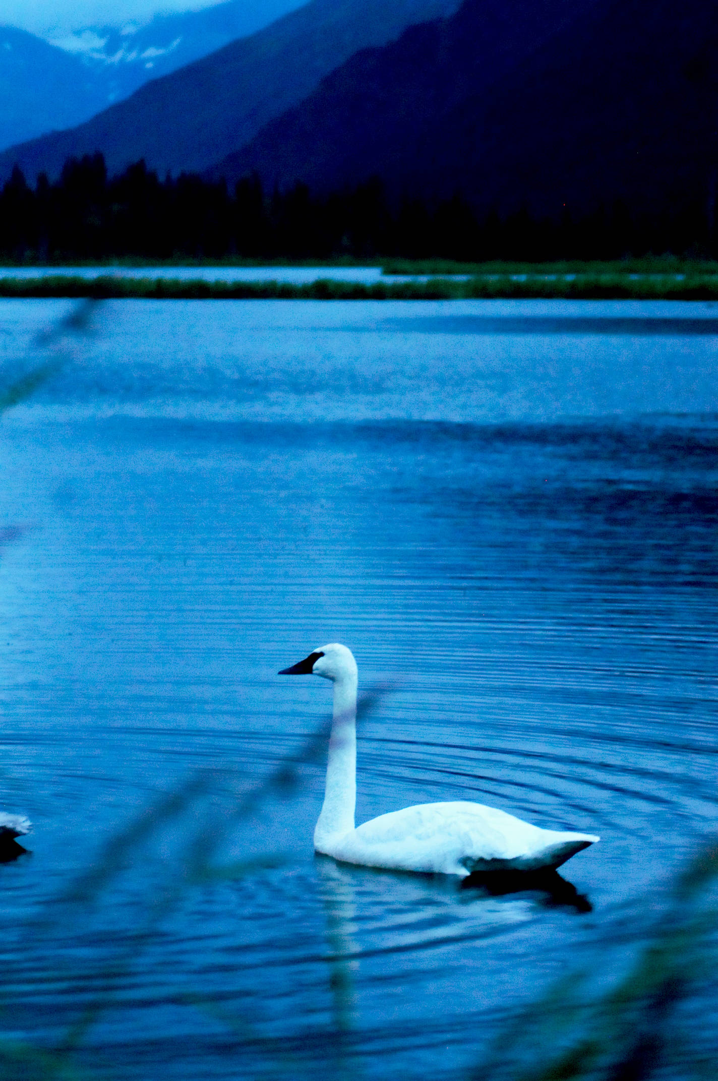 A trumpeter swan floats in the shallows of Tern Lake near the intersection of the Seward and Sterling highways Wednesday, Aug. 10, 2017 near Cooper Landing, Alaska. (Photo by Elizabeth Earl/Peninsula Clarion)