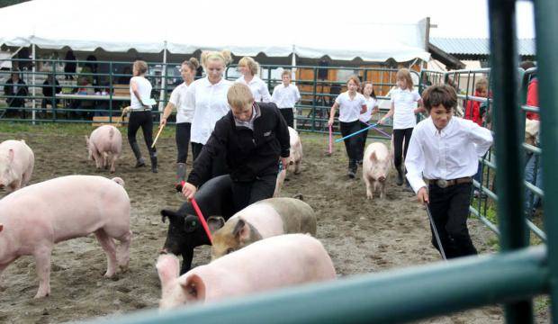 4-H club members guide their pigs around the barnyard during hog confirmation judging at the Kenai Peninsula State Fair in Ninilchik, Alaska. (Peninsula Clarion file photo)