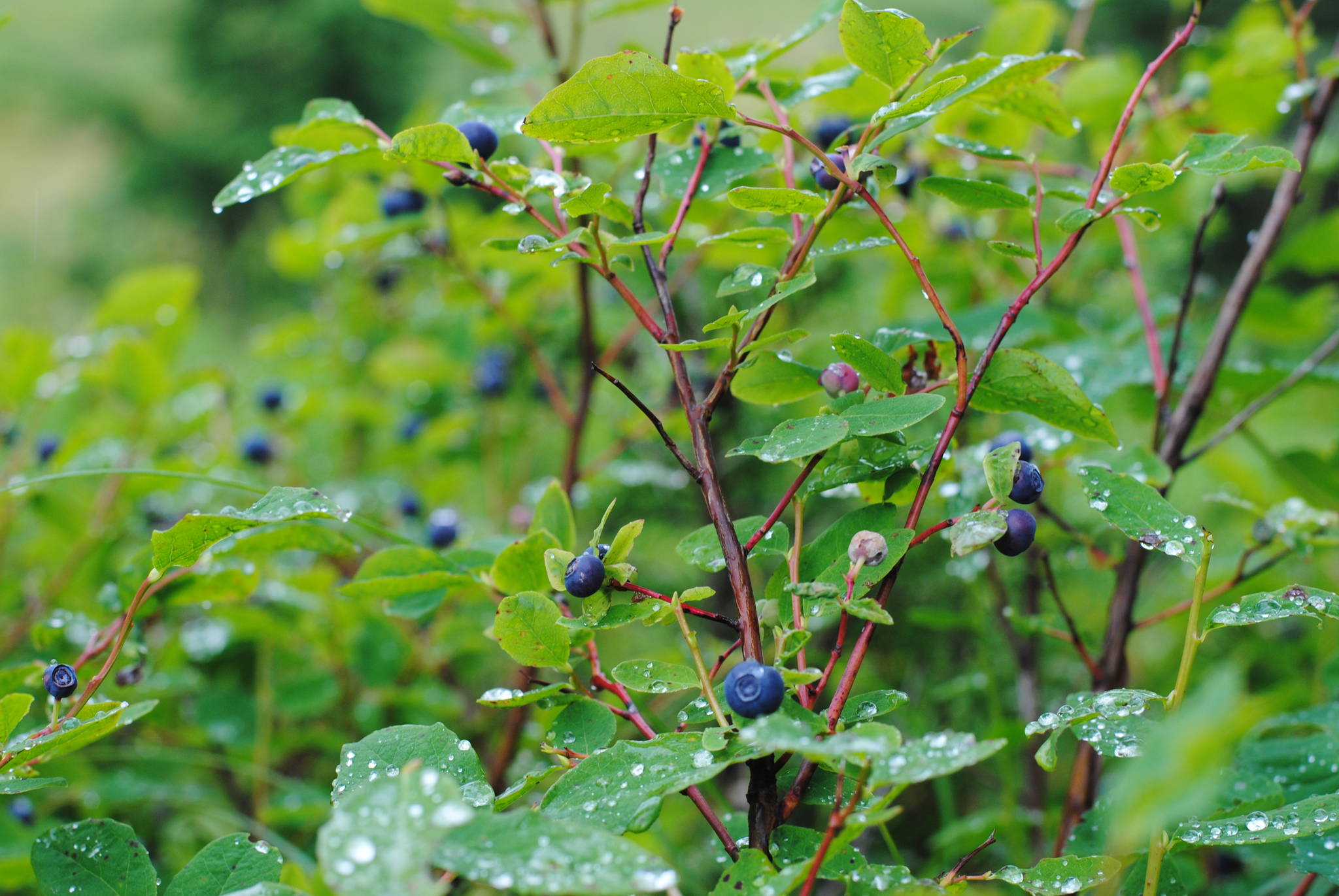 A blueberry bush on the Lost Lake Trail near Seward, Alaska is adorned with berries on Thursday, August 17, 2017. The Winterberry project is looking for volunteers to monitor the berries they see with a focus on lowbush cranberry, crowberry, prickly rose and highbush cranberry, although all berries, even blueberries, may be monitored. (Photo by Kat Sorensen/Peninsula Clarion)