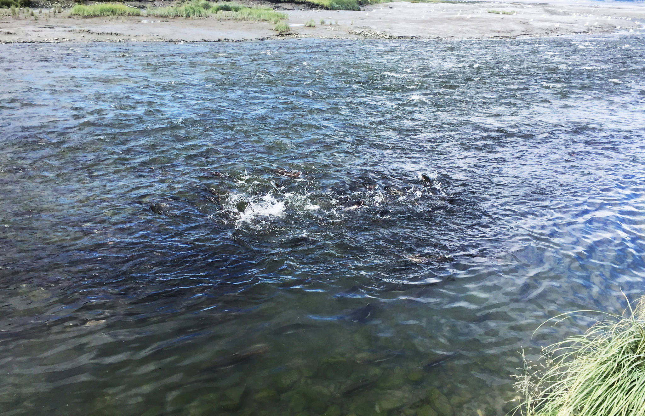 A school of pink salmon splashes in the shallows of Resurrection Creek near its confluence with Cook Inlet on Sunday, Aug. 13, 2017 in Hope, Alaska. Pink salmon can return to the river in large numbers in the late summer and early fall. (Photo by Elizabeth Earl/Peninsula Clarion)
