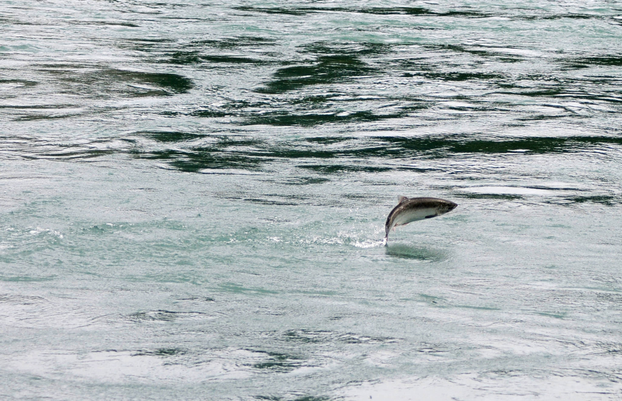 A salmon leaps above the surface of the Kenai River as it makes its way upstream near Centennial Park on Wednesday, Aug. 16, 2017 in Soldotna, Alaska. (Photo by Elizabeth Earl/Peninsula Clarion)