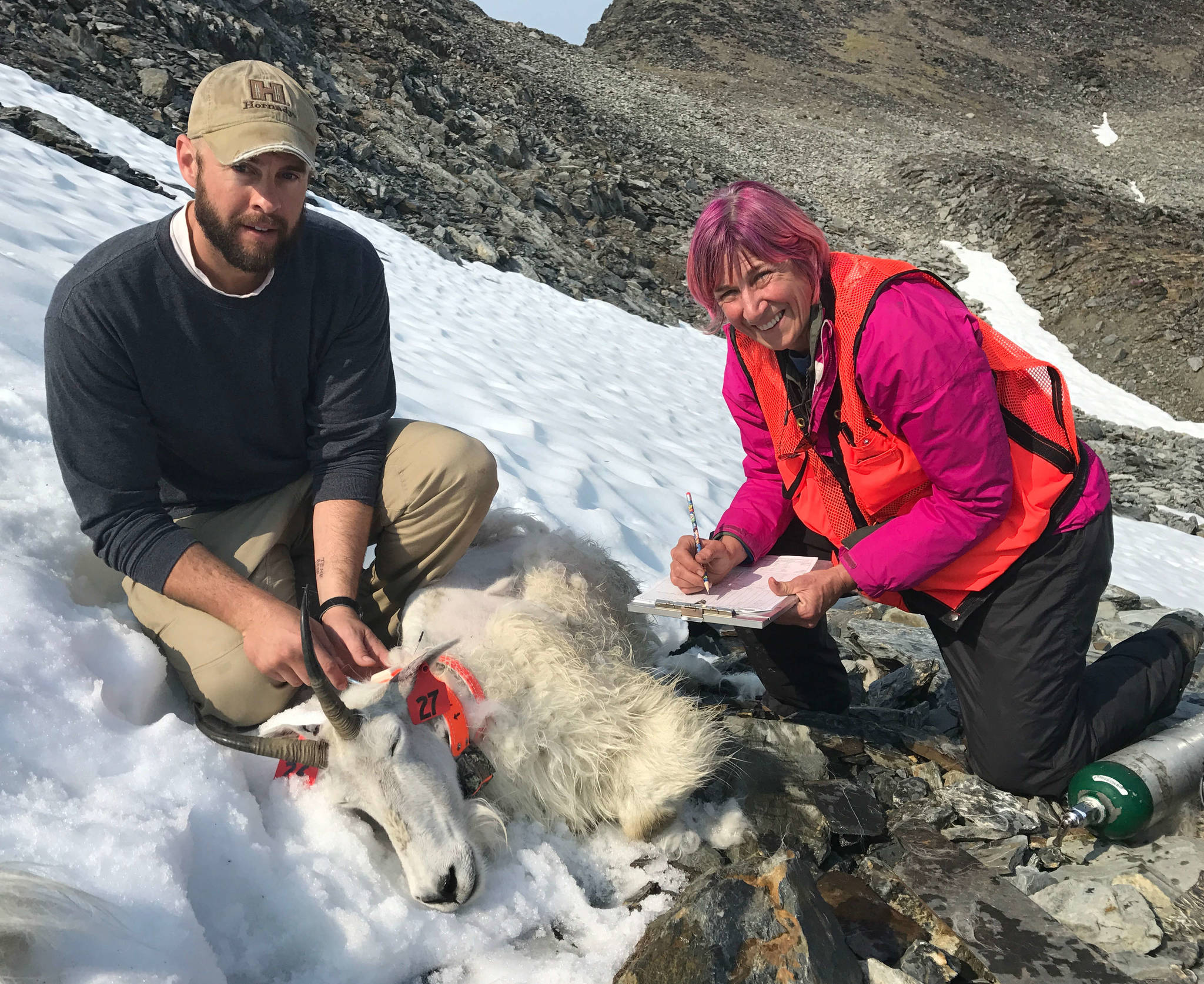 Wildlife biologist Dom Watts (Kenai National Wildlife Refuge) and wildlife veterinarian Dr. Kimberlee Beckmen (Alaska Department of Fish and Game) fit a chemically immobilized female mountain goat with radio-collars and ear tags that will allow biologists to identify her and other individuals during surveys and collect a variety of biological information. (Photo courtesy Kenai National Wildlife Refuge)