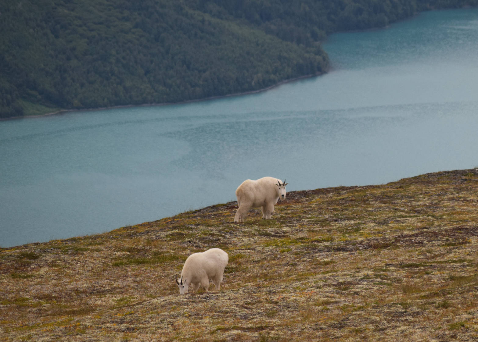 A pair of mountain goats on Cecil Rhode Mountain graze above Kenai Lake on Monday, Aug. 28, 2017. (Photo by Kat Sorensen/Peninsula Clarion)