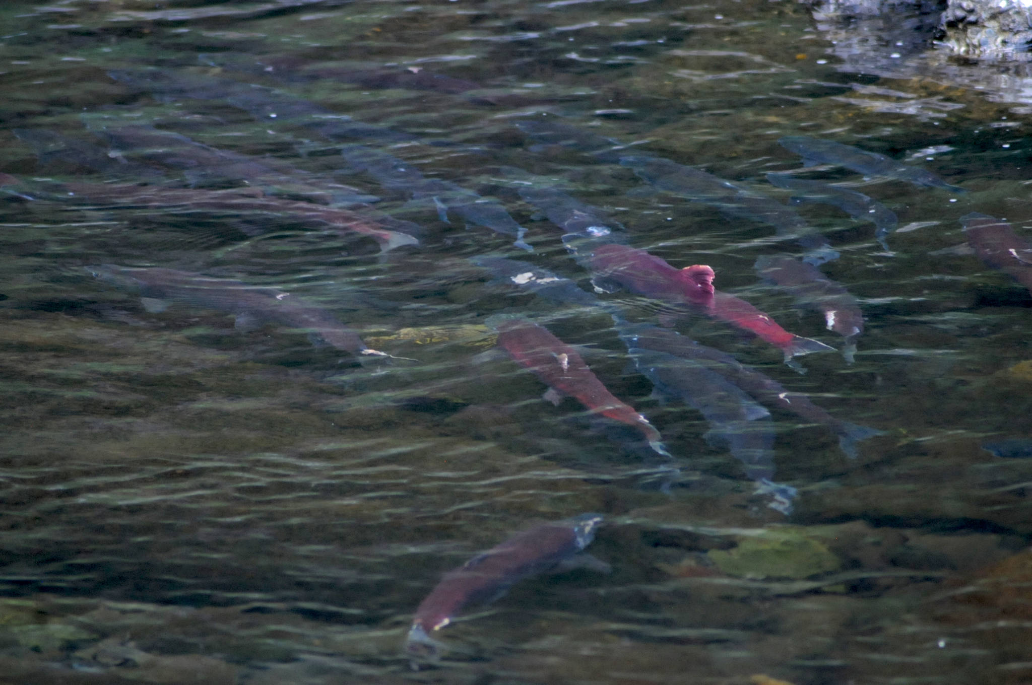 Sockeye salmon mill in the pool below the Russian River falls before pushing their way up to spawn in the upper reaches of the river on Aug. 6, 2017 near Cooper Landing, Alaska. Sockeye salmon fishing is closed for the season on the Russian River as the fish move up the system and spawn. (Photo by Elizabeth Earl/Peninsula Clarion)