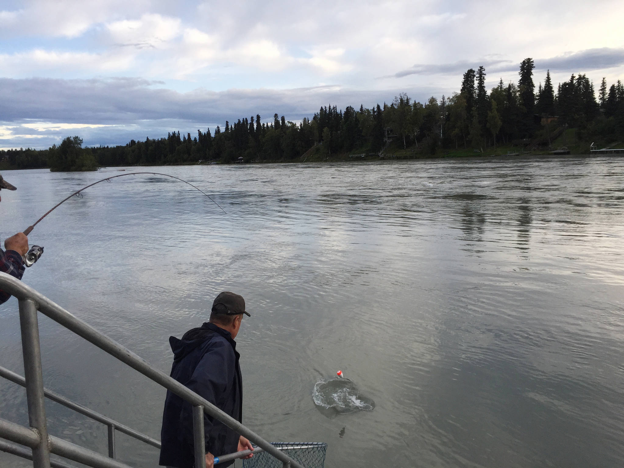 Two anglers work together to land a silver salmon from the steps on the fishing platform near the Soldotna Visitors Center on Wednesday, Aug. 30, 2017 in Soldotna, Alaska. The silver salmon fishing has been reportedly good throughout the Kenai River since early August, and silver salmon continue to enter the river throughout the fall. (Photo by Elizabeth Earl/Peninsula Clarion)
