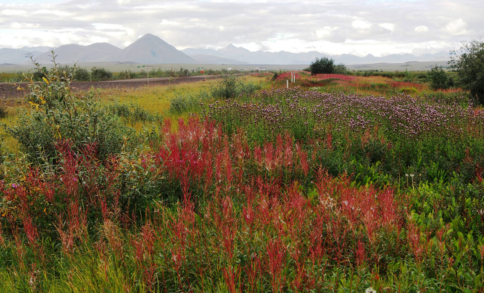 Creeping Thistle, with its purplish flowers, has invaded the North Slope, 50 miles north of Atigun Pass in the Brooks Range. (Photo by John Morton, Kenai National Wildlife Refuge)