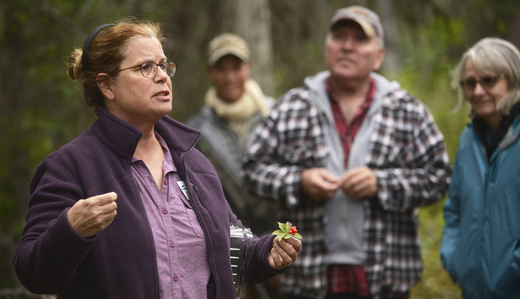 Leading a group of berry seekers, Janice Chumley of the University of Alaska Fairbanks Cooperative Extension Service contrasts the tasty lingonberry (also known as lowbush cranberries) with the “edible but insipid” specimen of bunchberry dogwood in her right hand during an instructional walk on Monday, August 28, 2017 at Tsalteshi Trails near Soldotna, Alaska. The event was part of the fifth annual Harvest Moon Local Food Festival, which concluded Monday.