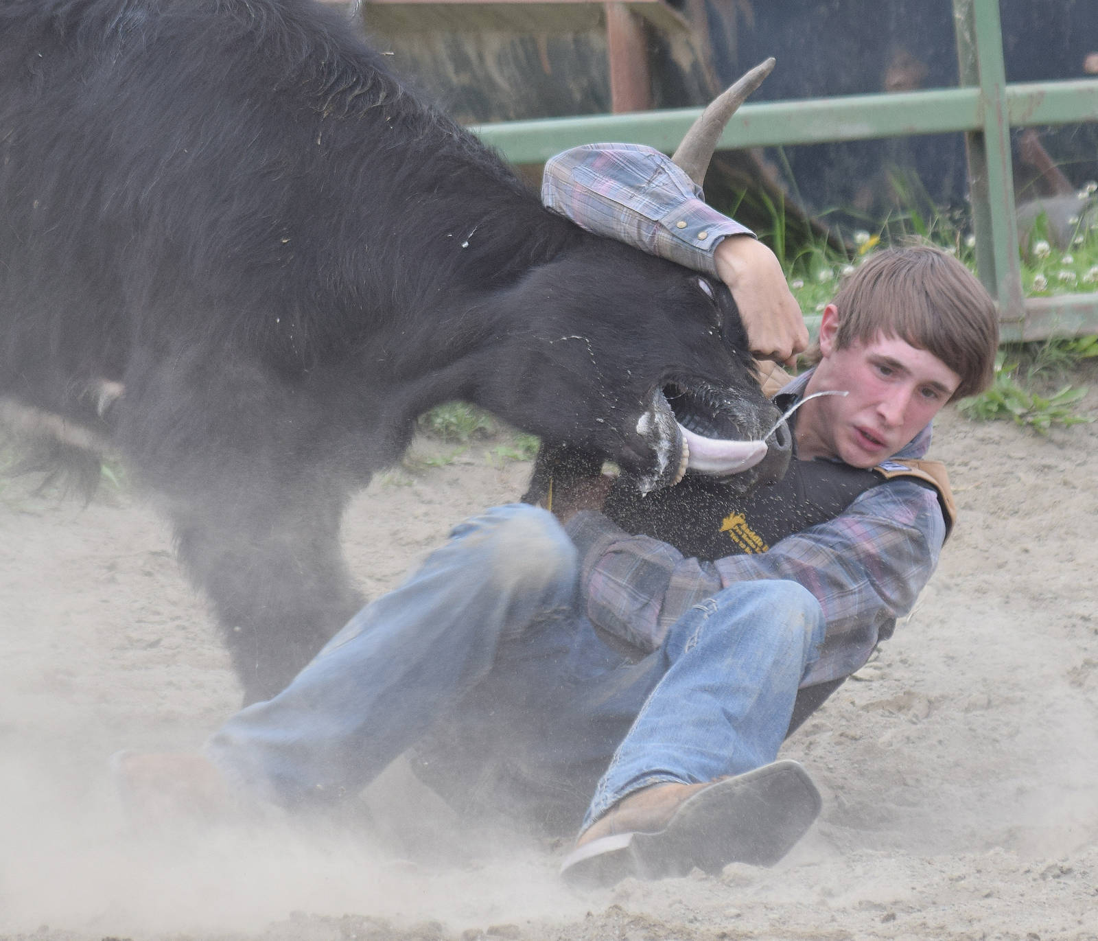 Austin Strattman wrestles a steer to the ground in a chute dogging display June 25, 2016, at the Soldotna rodeo grounds. (Photo by Joey Klecka/Peninsula Clarion)