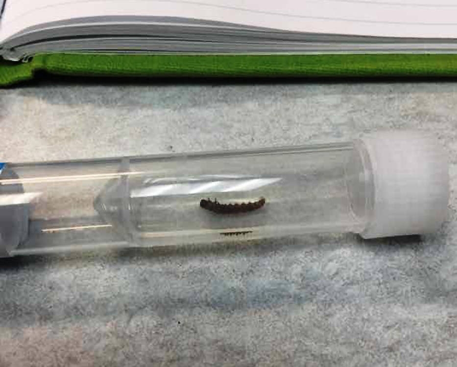 The unknown caterpillar sent off in a LifeScanner vial was subsequently identified as Crambus perlella from its DNA.