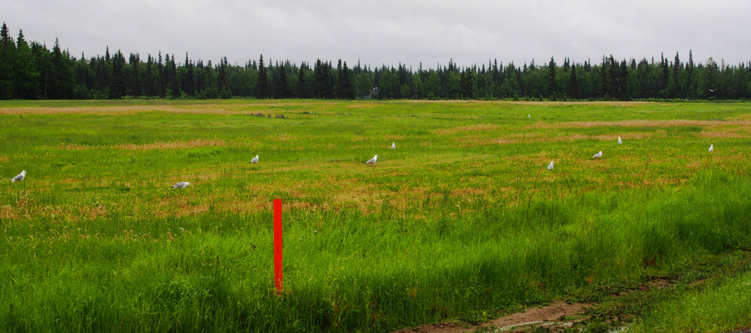 Large gulls congregate in a field off of Ciechanski Road in search of food.