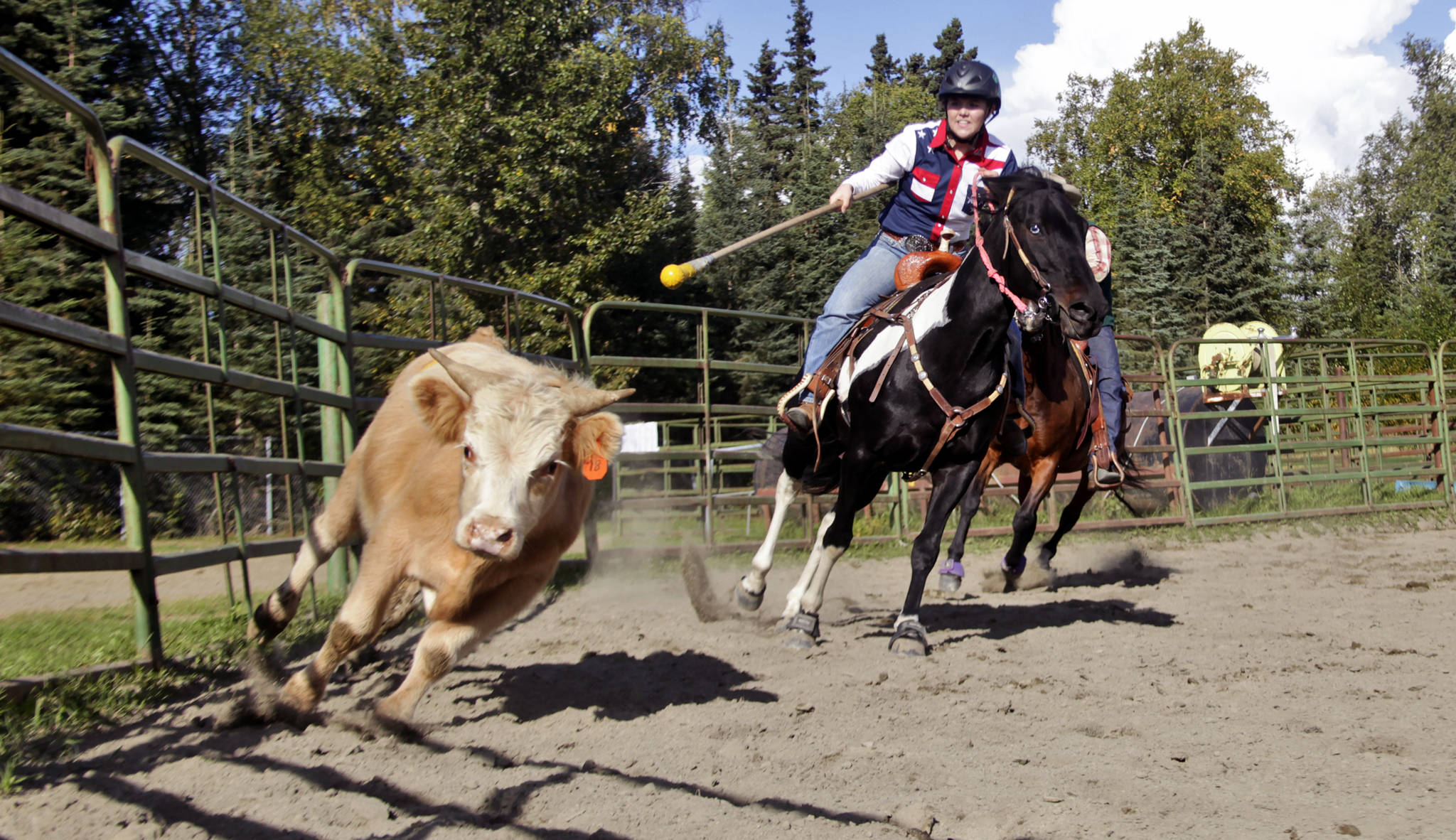 Madee Knowlton chases down a steer during the steer daubing event at the Soldotna Equestrian Club’s first 9-11 Tribute Rodeo, junior division, on Saturday, Sept. 9, 2017 in Soldotna’s Centennial Park. In steer daubing, riders carry poles tipped with swabs dipped in mustard to tag a running steer forward of its shoulder. (Ben Boettger/Peninsula Clarion)