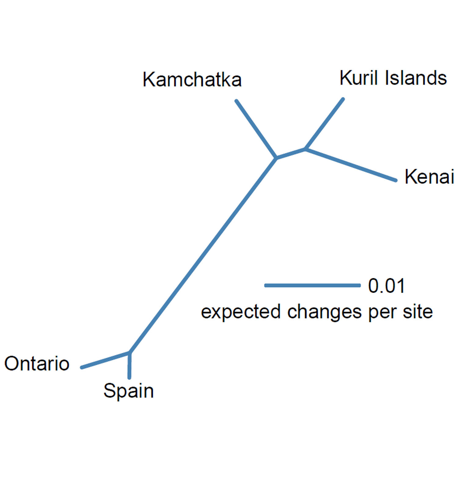 Genetic relationships among selected big-ear radix snails collected in several geographic regions. Longer branch lengths correspond to more differences among barcode sequences, measured in expected changes per amino acid site. (Graphic courtesy Kenai National Wildlife Refuge)