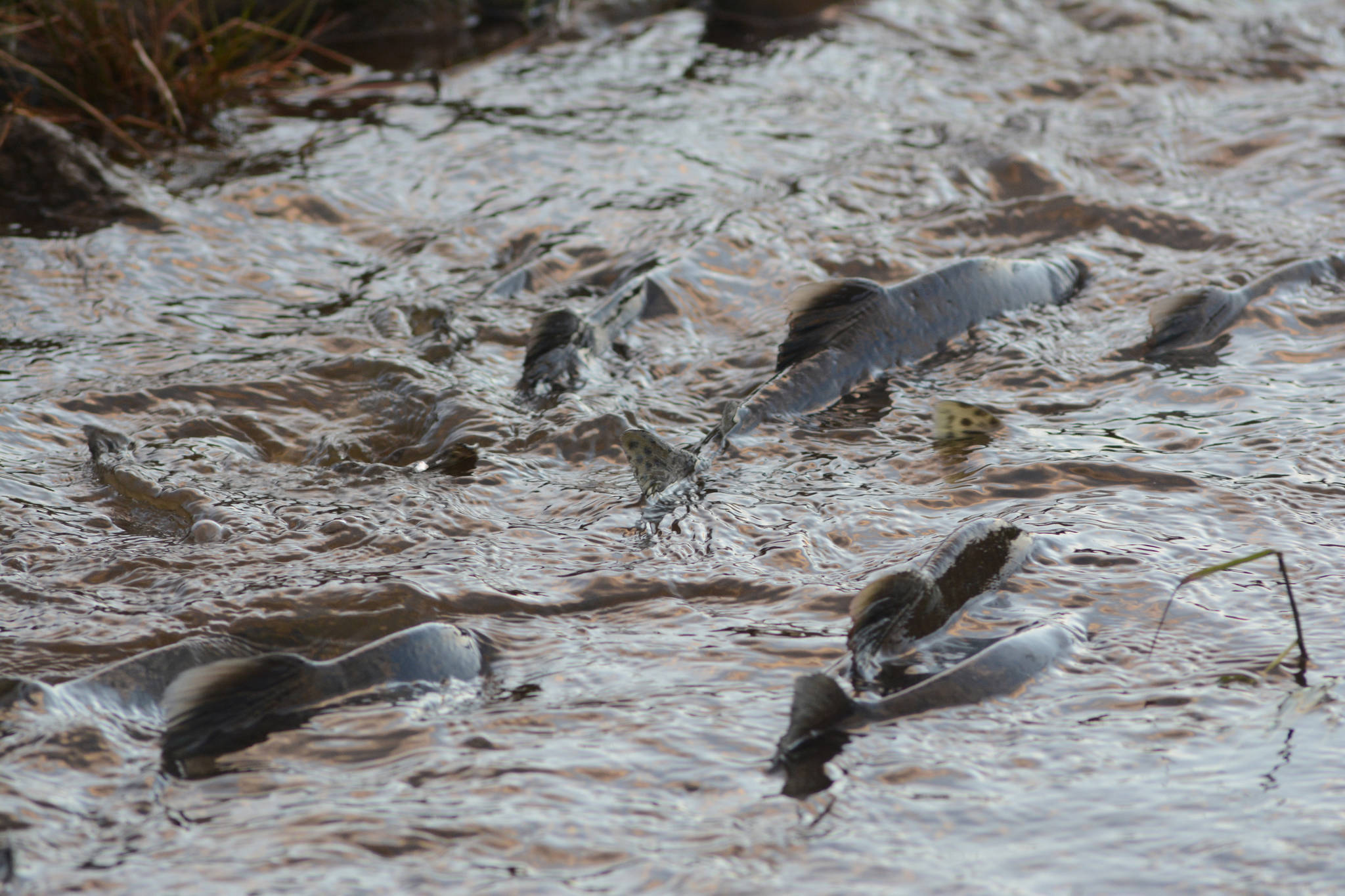 Pink salmon swim up a drainage ditch at Beluga Slough on Thursday evening.