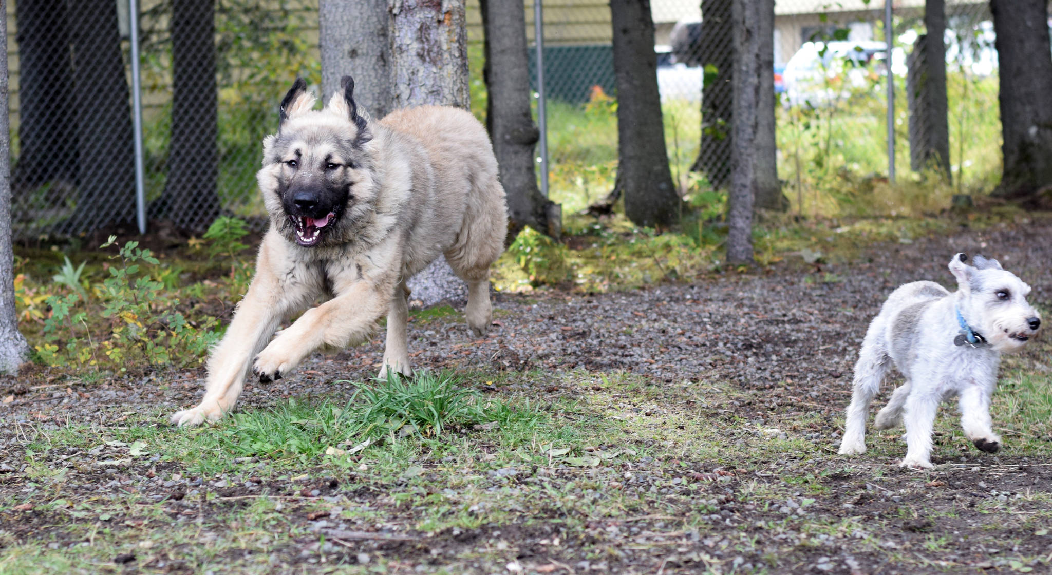 A sarplaninac dog chases after Bear at the Three Friends Dog Park in Soldotna, Alaska on Sunday, September 17, 2017. (Photo by Kat Sorensen/Peninsula Clarion)