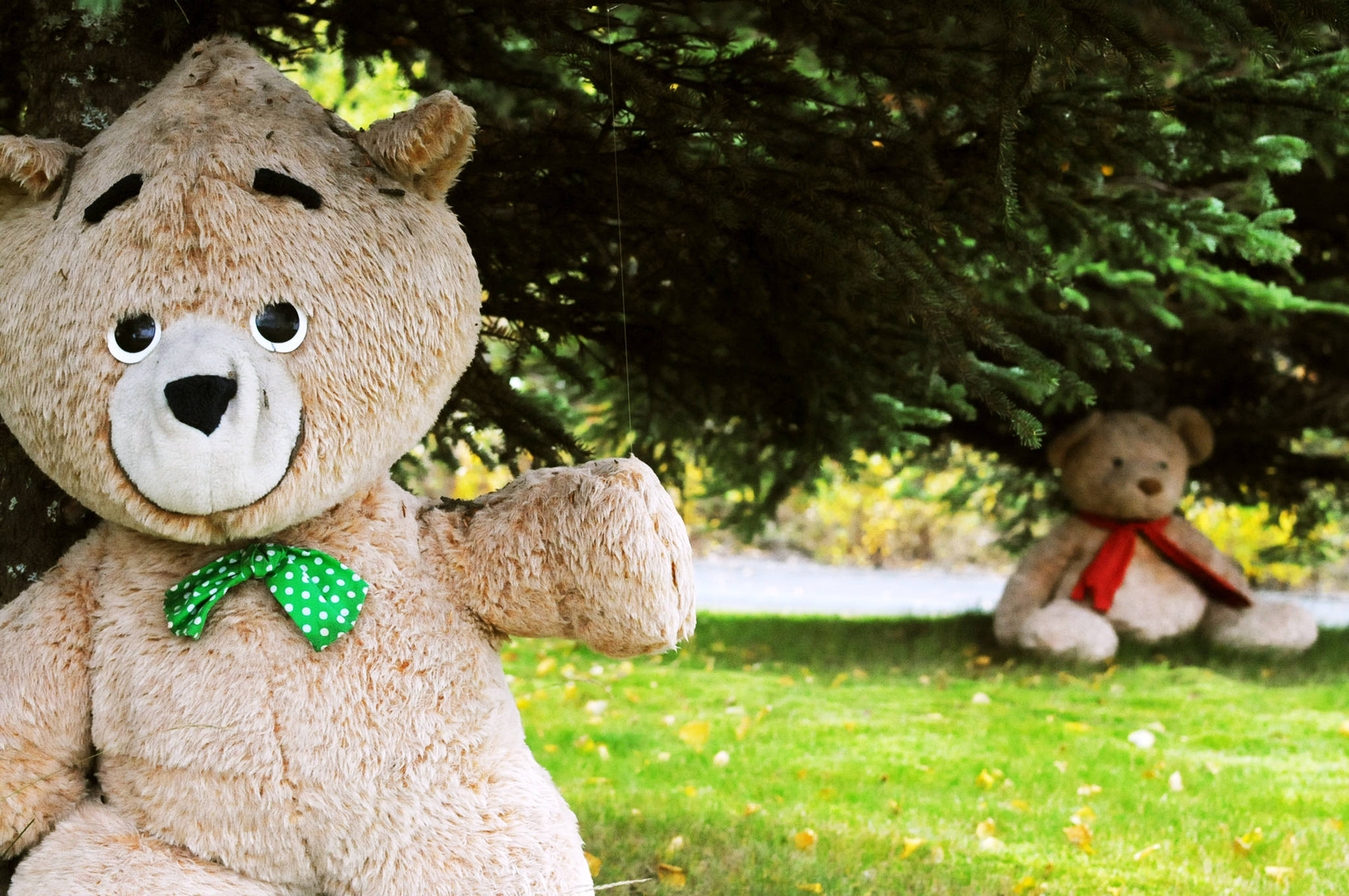 Two teddy bears hide in the trees near the dropoff point for solid waste at the Sterling Transfer Site on Saturday, Sept. 16, 2017 near Sterling, Alaska. The attendants at the transfer site, where trash is picked up and taken to Central Peninsula Landfill, rescue stuffed animals from the trash and giving them new life in the “Sterling Zoo,” where they rest in the bushes and trees surrouding the transfer site to greet visitors throughout the summer. They go into “hibernation” in the winter, resting on a shelf to stay dry before reappearing the following summer. (Photo by Elizabeth Earl/Peninsula Clarion)