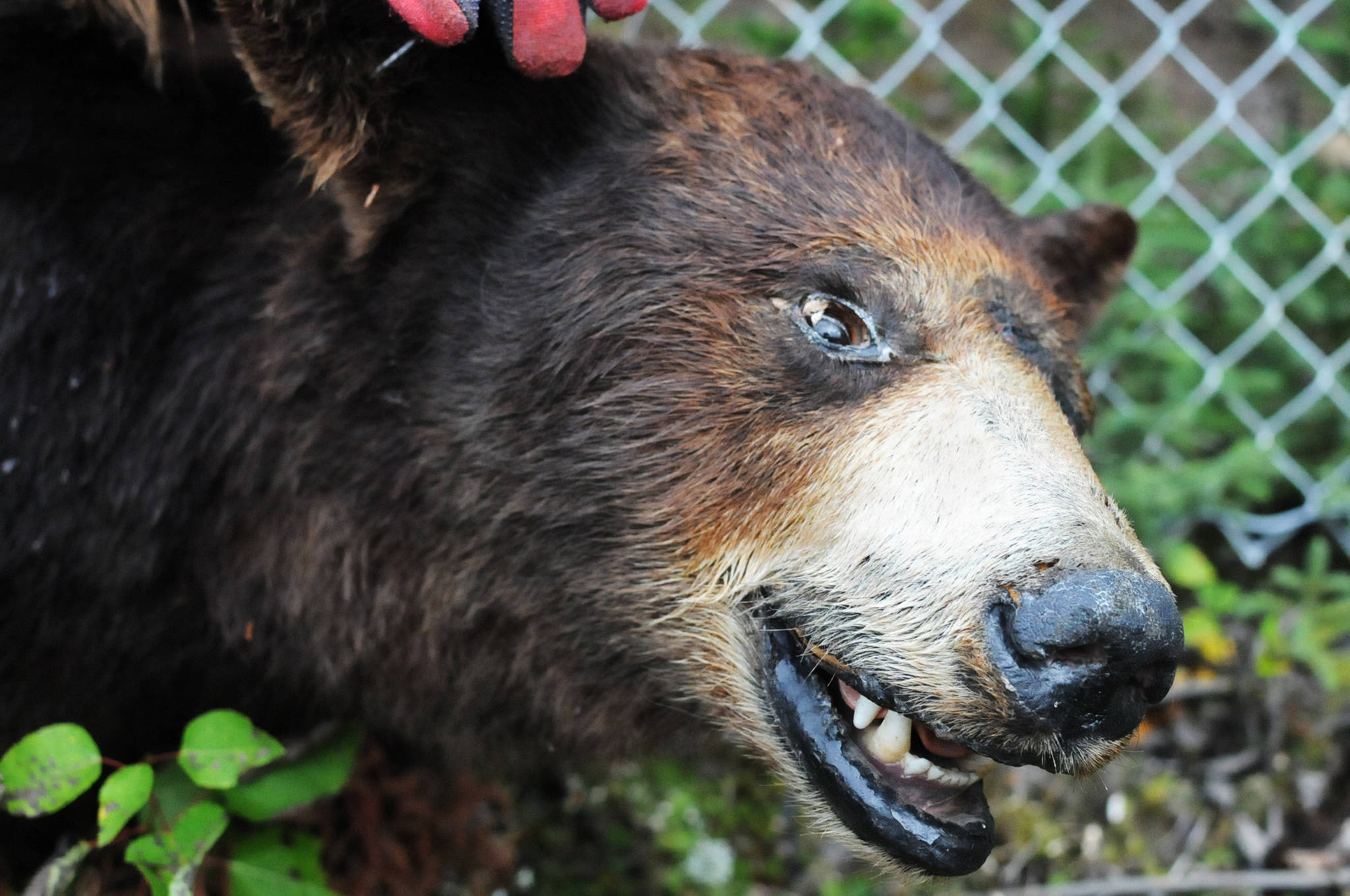 A taxidermied brown bear keeps an eye on visitors entering the Sterling Transfer Site on Saturday, Sept. 16, 2017 near Sterling, Alaska. The attendants at the transfer site, where trash is picked up and taken to Central Peninsula Landfill, rescue stuffed animals from the trash and giving them new life in the “Sterling Zoo,” where they rest in the bushes and trees surrouding the transfer site to greet visitors throughout the summer. They go into “hibernation” in the winter, resting on a shelf to stay dry before reappearing the following summer. (Photo by Elizabeth Earl/Peninsula Clarion)