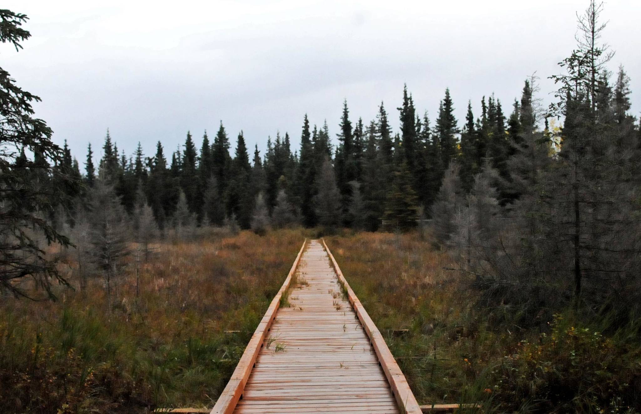 A footbridge stretches out over wetlands on the Ryan’s Creek trail among foliage in full fall colors Thursday, Sept. 28, 2017 in Kenai, Alaska. The Ryan’s Creek trail, which runs for about 1.3 miles parallel to Trading Bay Road and connects the Kenai Spur Highway and Marathon Road near Daubenspeck Family Park, was extended in 2013. The city of Kenai maintains a network of pedestrian trails downtown, part of which features a disc golf course in the park near the Kenai Safeway. (Photo by Elizabeth Earl/Peninsula Clarion)