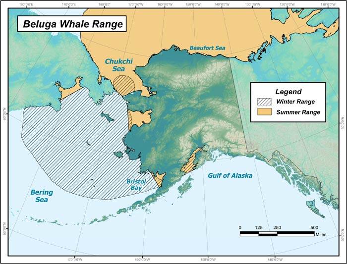 This map from the Alaska Department of Fish and Game shows the winter and summer habitats of beluga whales in the state. (Courtesy the Alaska Department of Fish and Game)