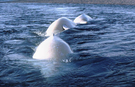 This photo from the Alaska Department of Fish and Game shows beluga whales arching their backs through the surface of the water. Of Alaska’s five distinct beluga whale populations, only Cook Inlet’s is listed as endangered. (Courtesy the Alaska Department of Fish and Game)