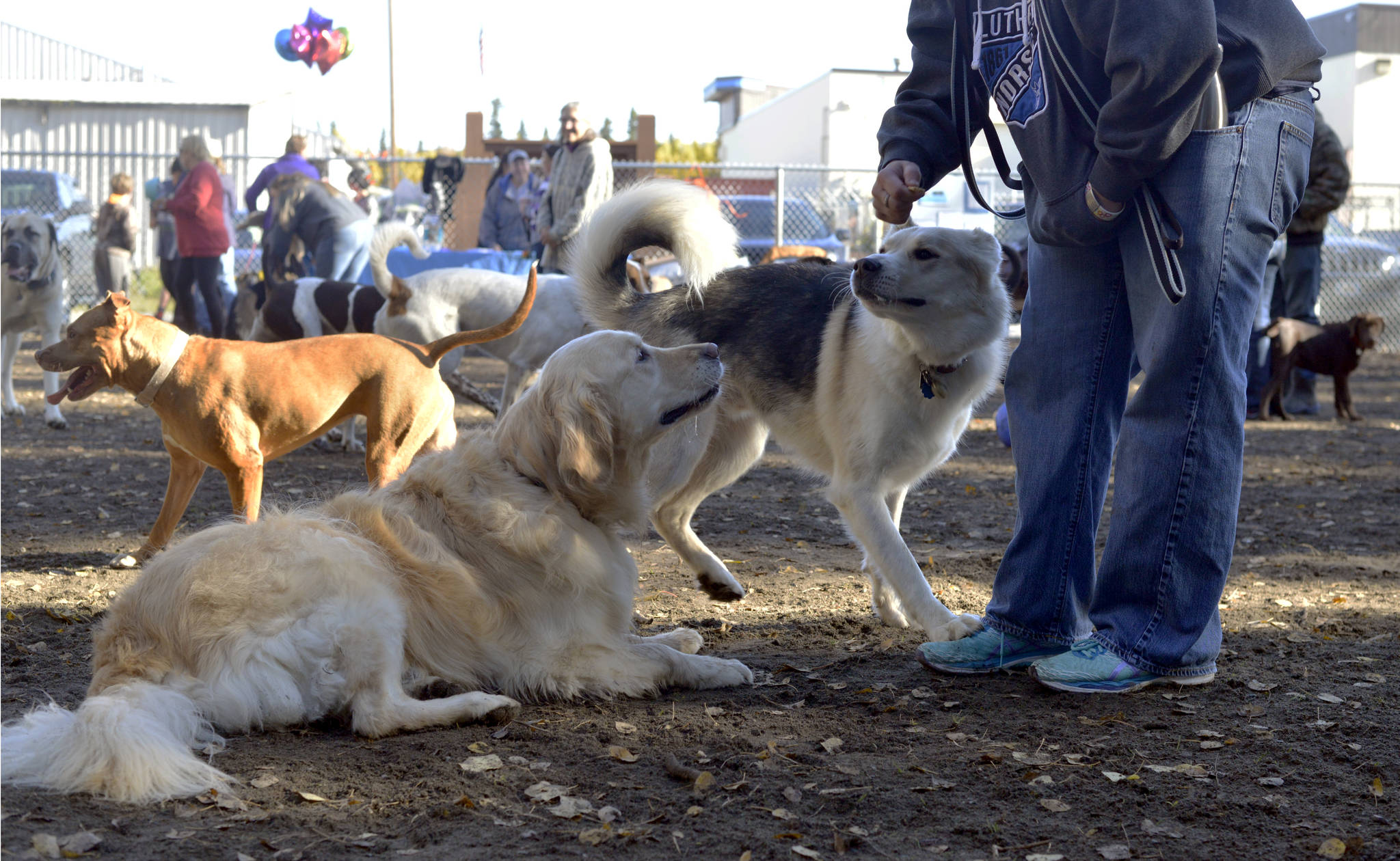 Winston the golden retriever waits patiently for a treat that attracts fellow park-goers at 3 Friends Dog Park’s opening day in Soldotna, Alaska on Saturday September 30, 2017. (Photo by Kat Sorensen/Peninsula Clarion)