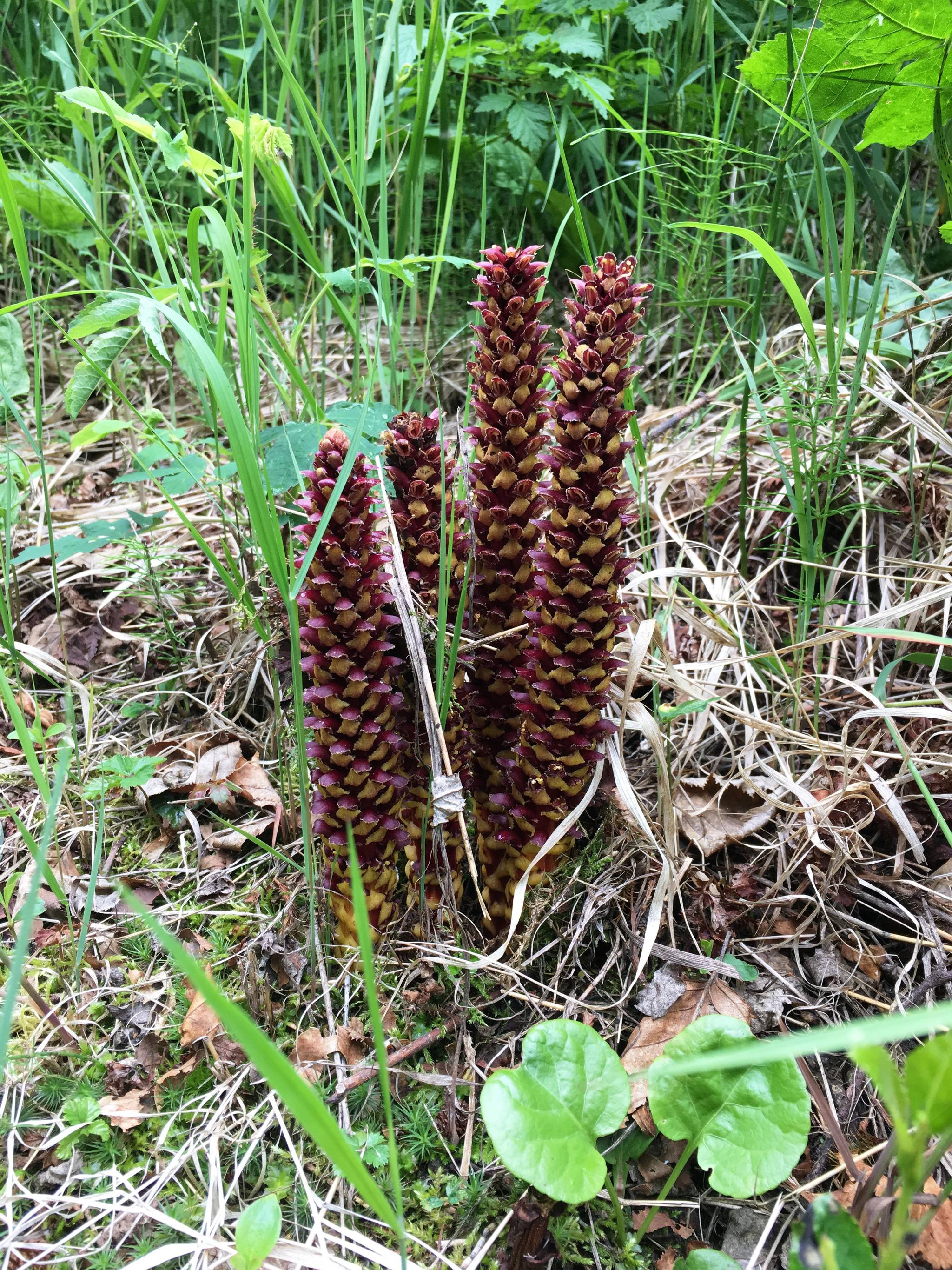 Flowered spikes that look like erect pine cones are why this parasitic plant that grows in northern latitudes is called the Northern Groundcone. (Photo by Leslie Morton)