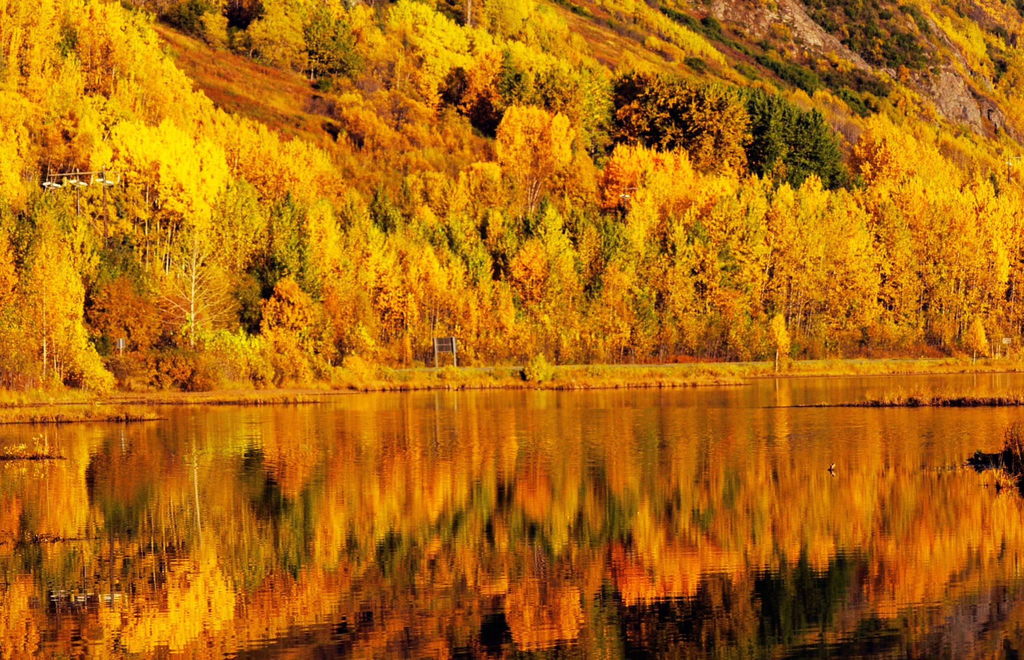 The stands of birch trees alight with fall colors line the Seward Highway near Tern Lake on Saturday, Sept. 30, 2017 near Cooper Landing, Alaska. The fall colors have hung onto the trees on the Kenai Peninsula this year, leading many out into the Kenai National Wildlife Refuge and Chugach National Forest to enjoy the sunshine between rain showers. Clouds dropped rain on the western Kenai Peninsula Wednesday and Thursday, but the National Weather Service predicts that sunshine will grace the area on Friday and Saturday, with highs in the low 50s. However, the forecast is for the rain to return Saturday night and continue through Sunday. (Photo by Elizabeth Earl/Peninsula Clarion)